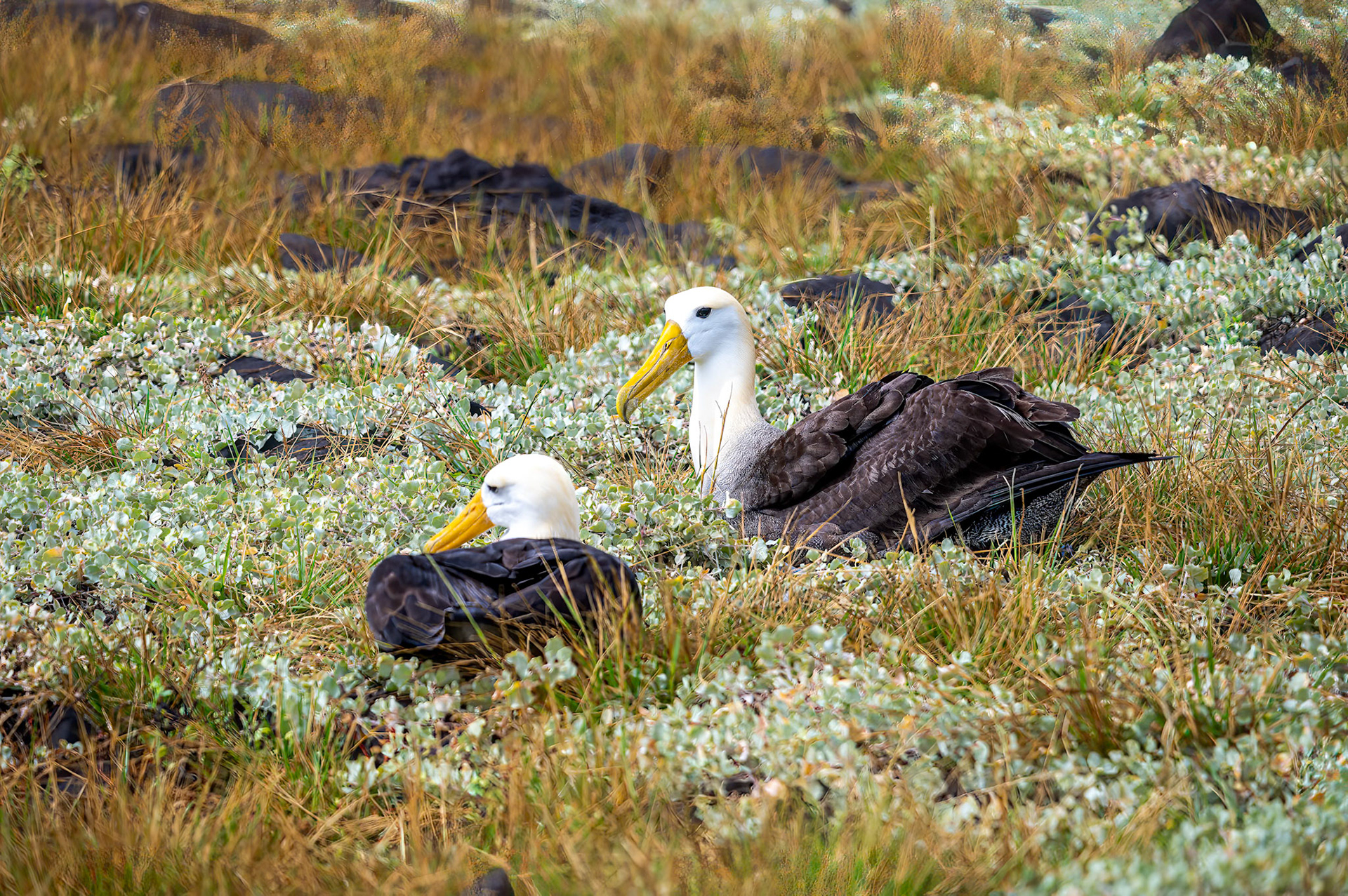 Mated pair of Waved Albatross