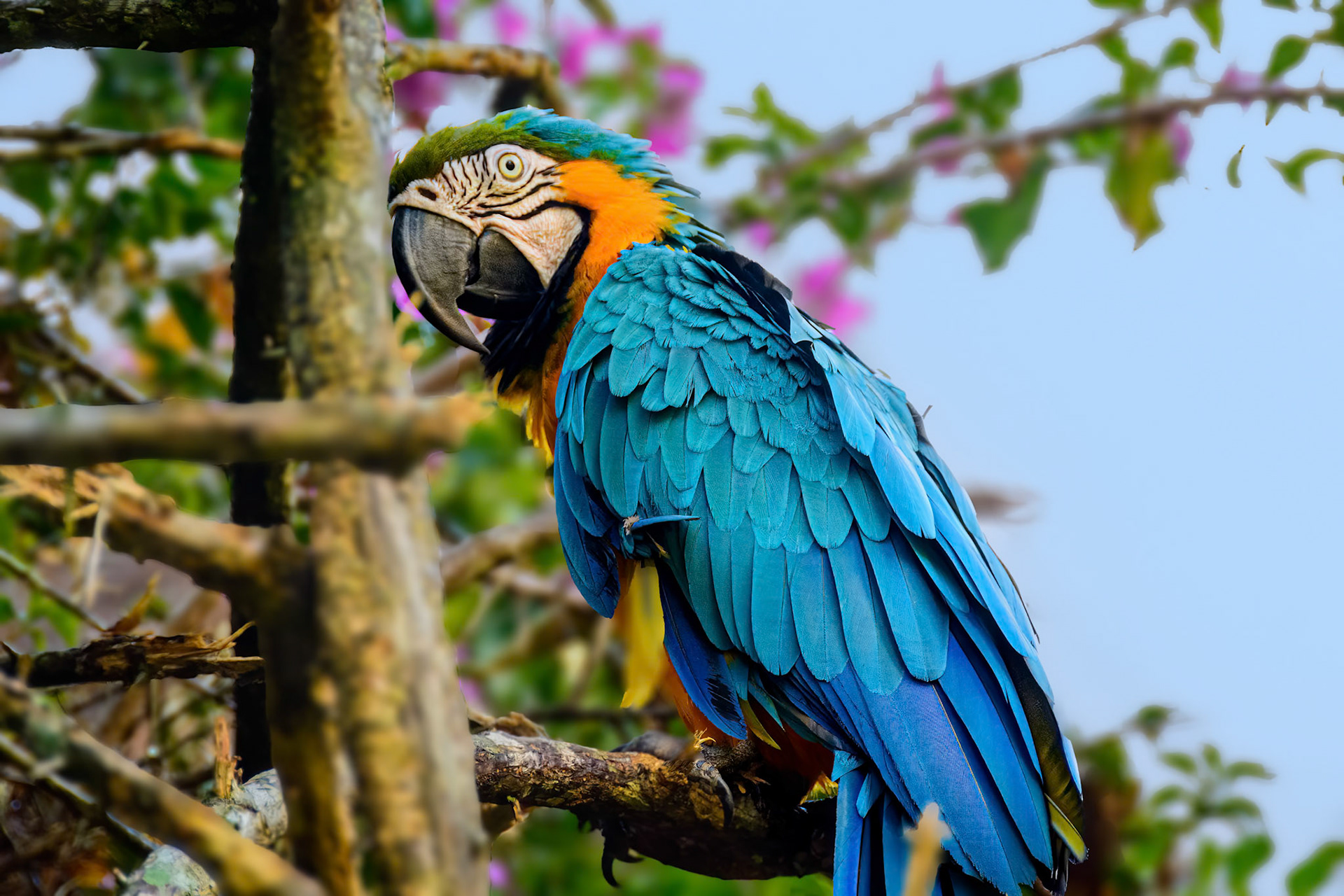 Blue-and-Yellow Macaw