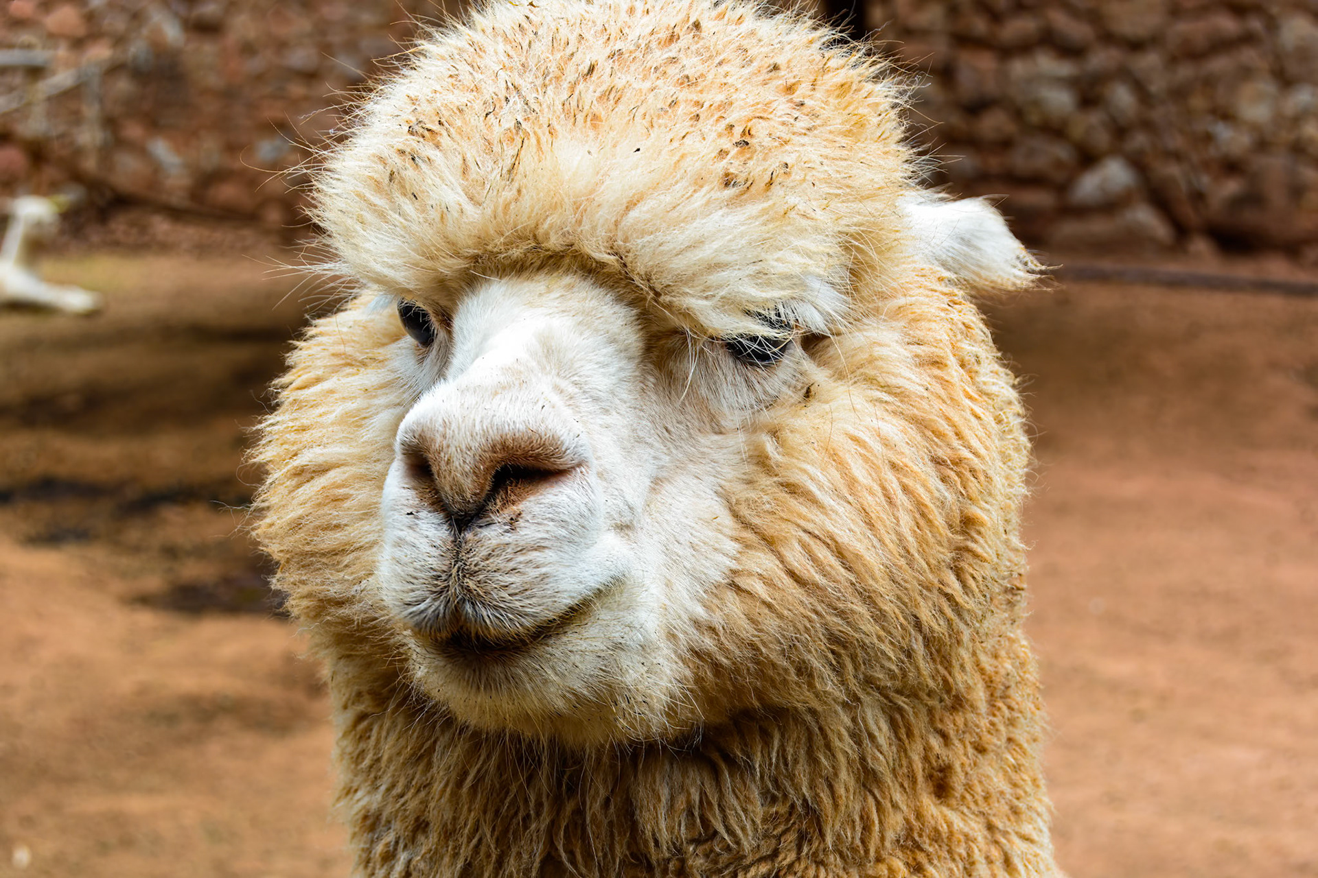 Alpaca at Awana Kancha