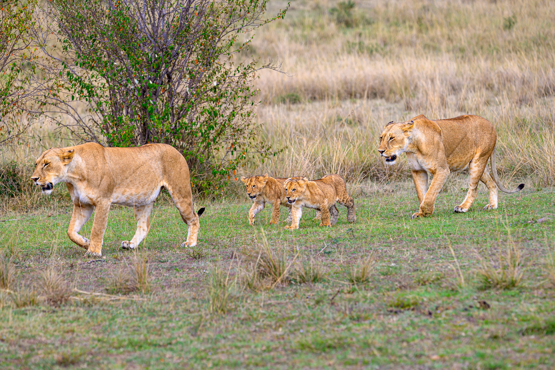 Lioness with cubs