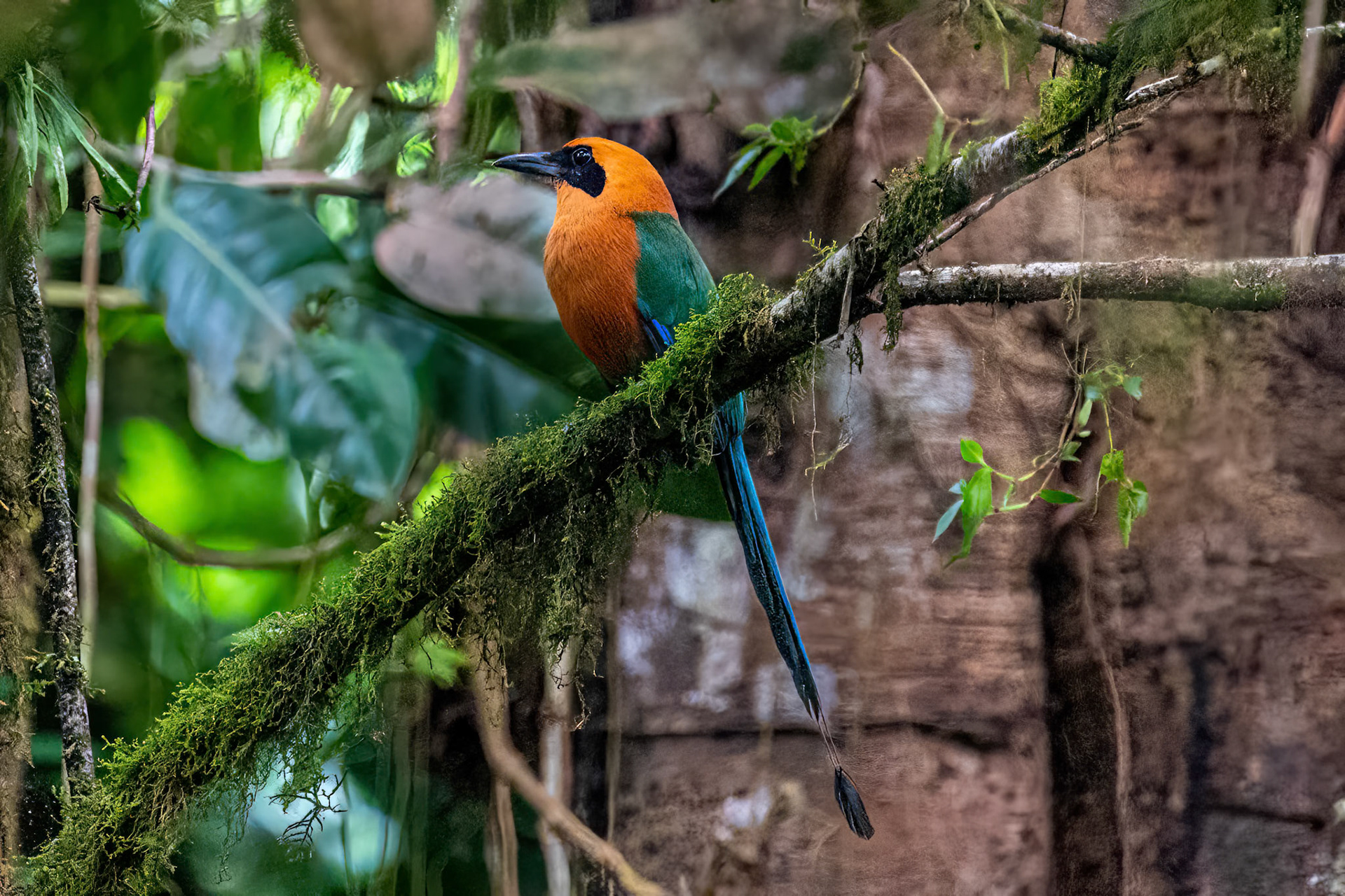 Rufous Motmot