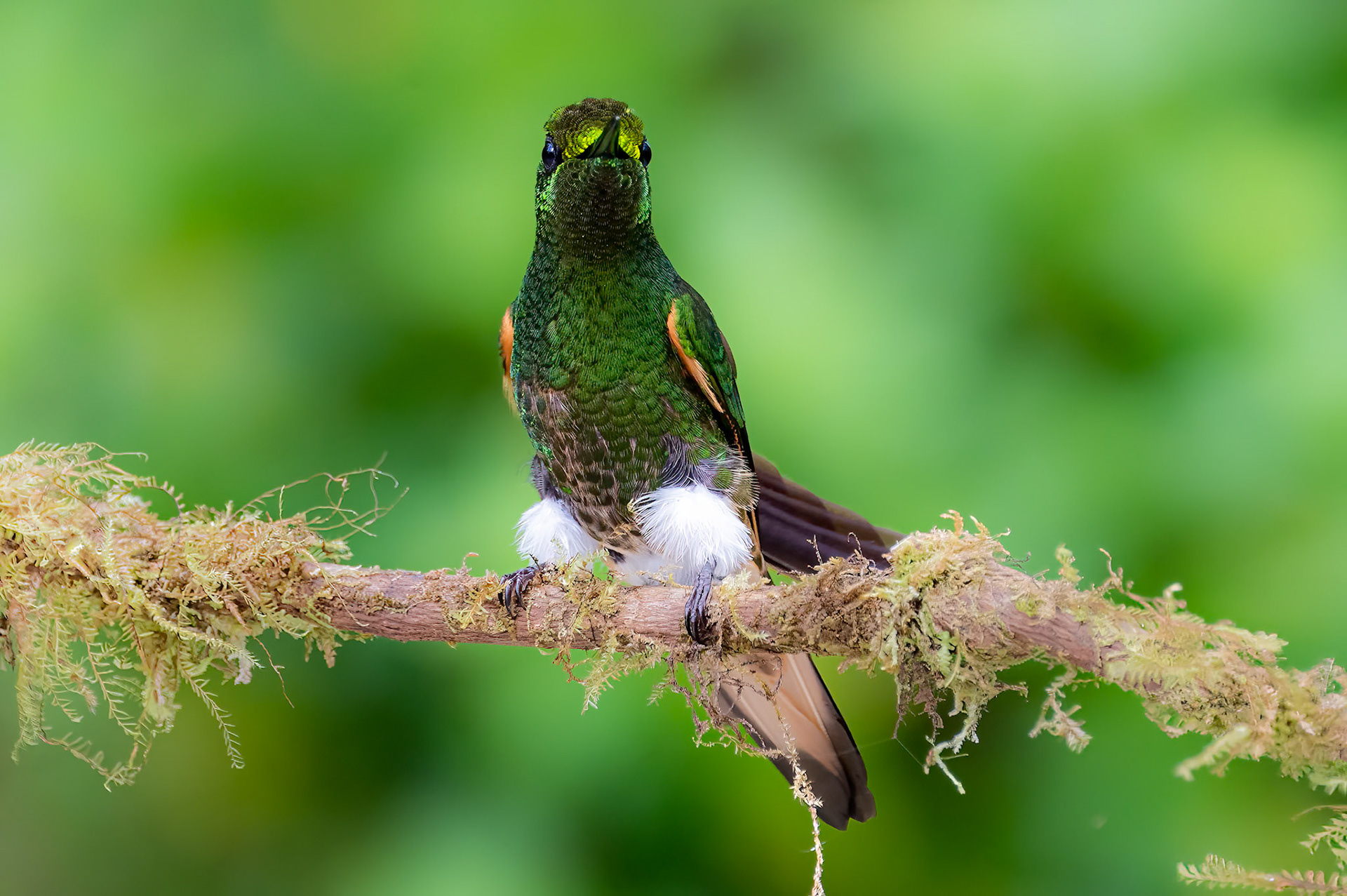 Buff-tailed Coronet