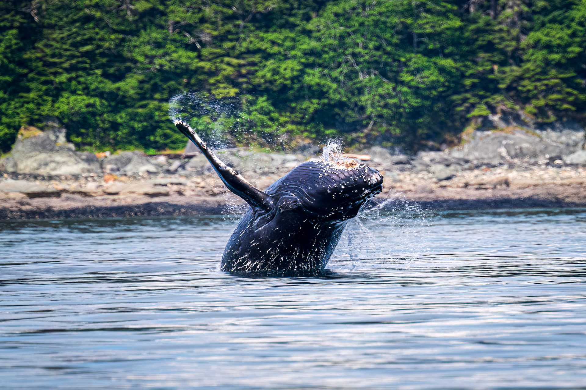 Humpback Whale Breach
