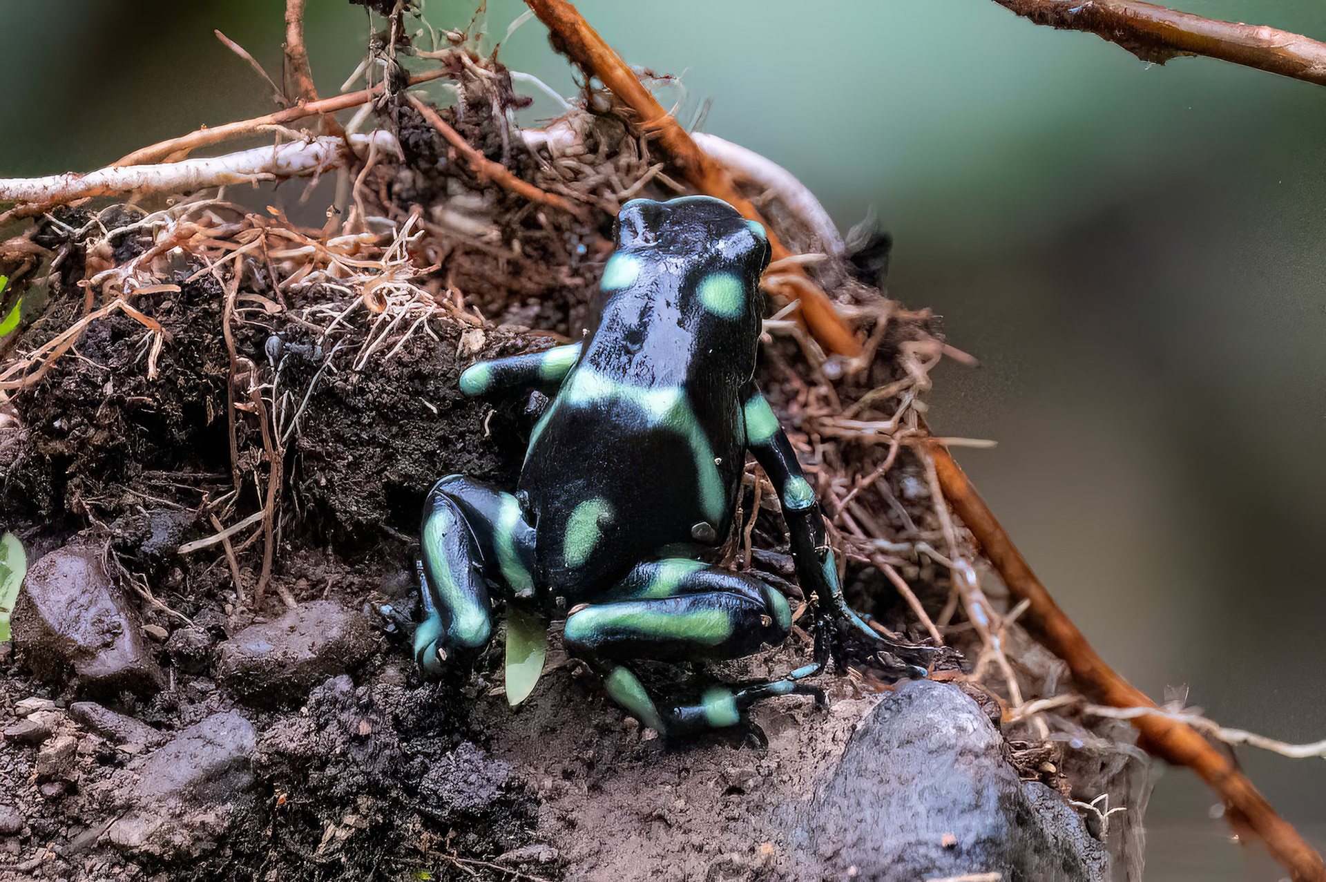 Green and Black Poison Dart Frog