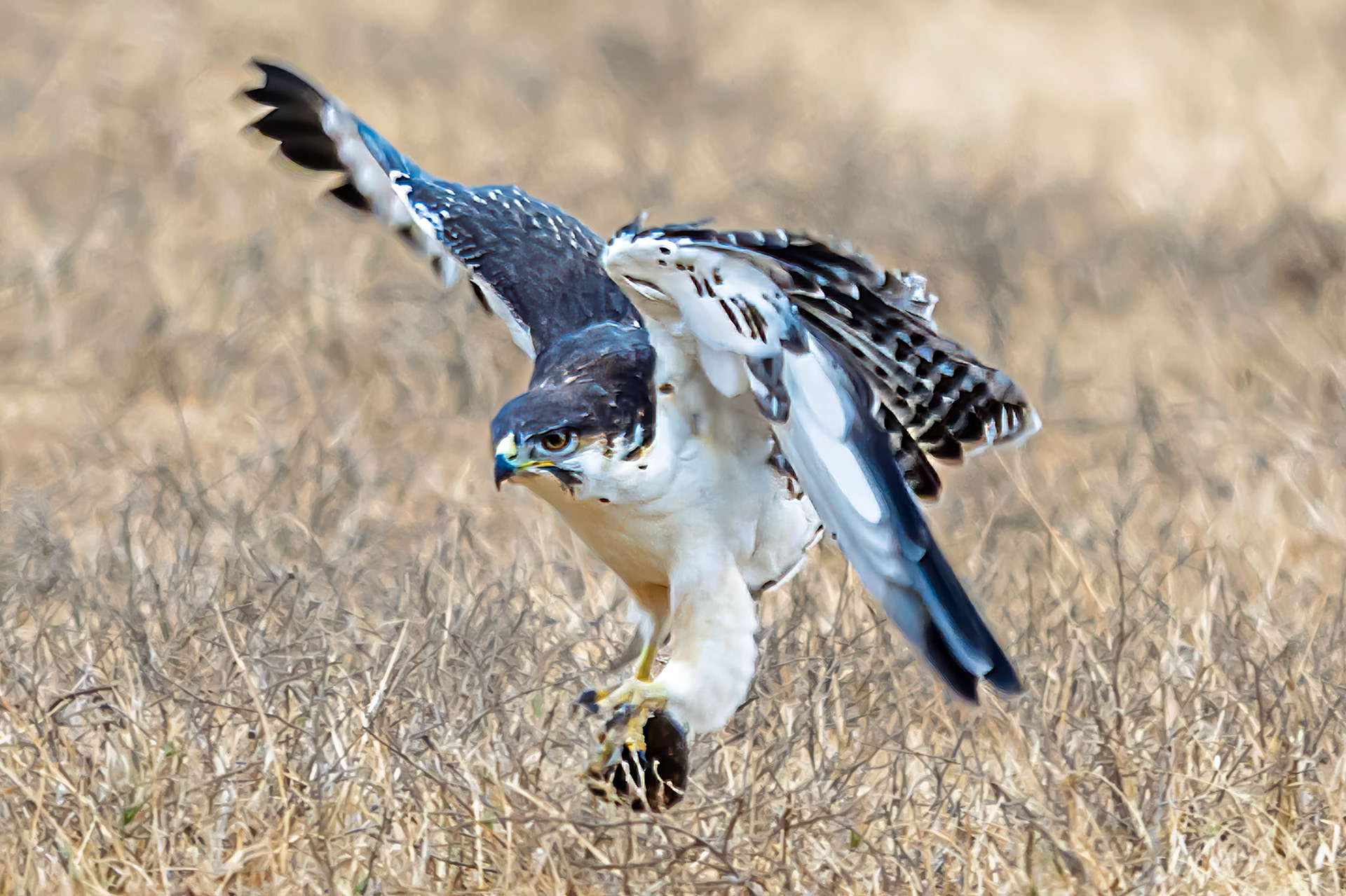 Augur Buzzard