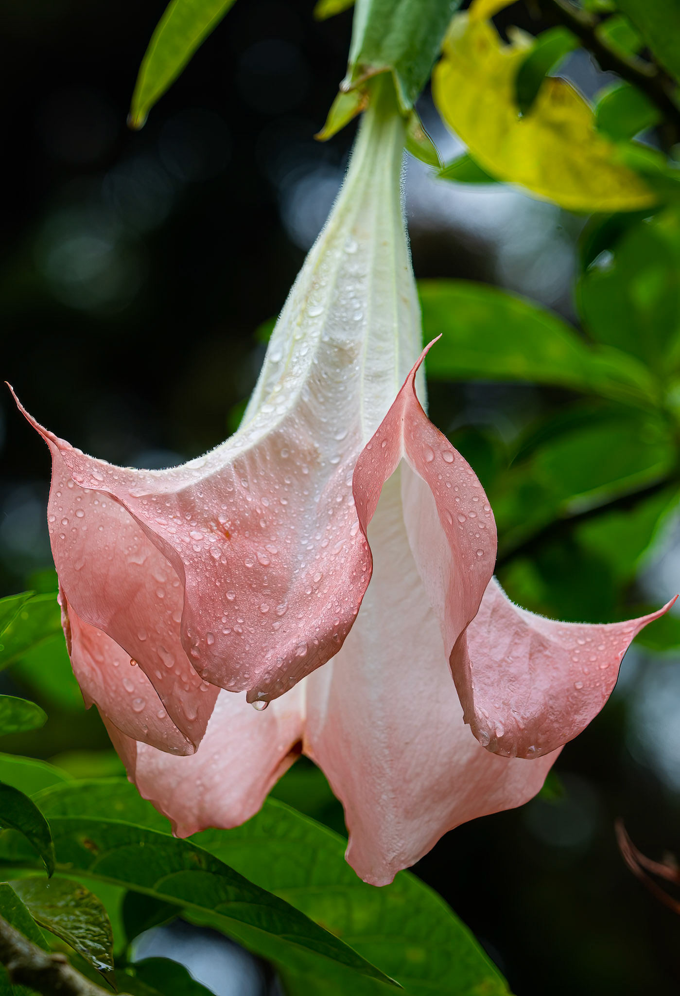 Pink Angel's Trumpet