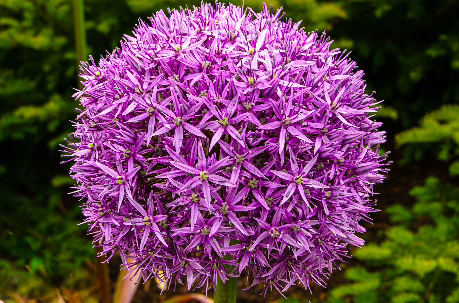 Allium Globemaster