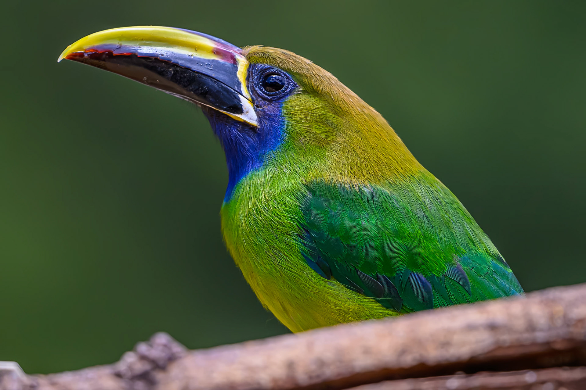 Northern Emerald-Toucanet