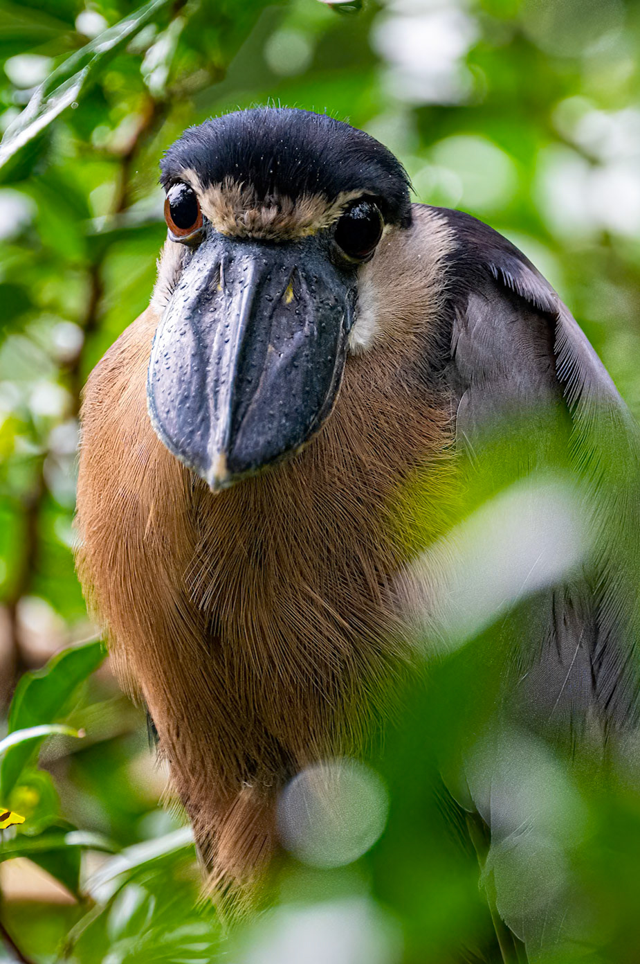 Boat-Billed Heron