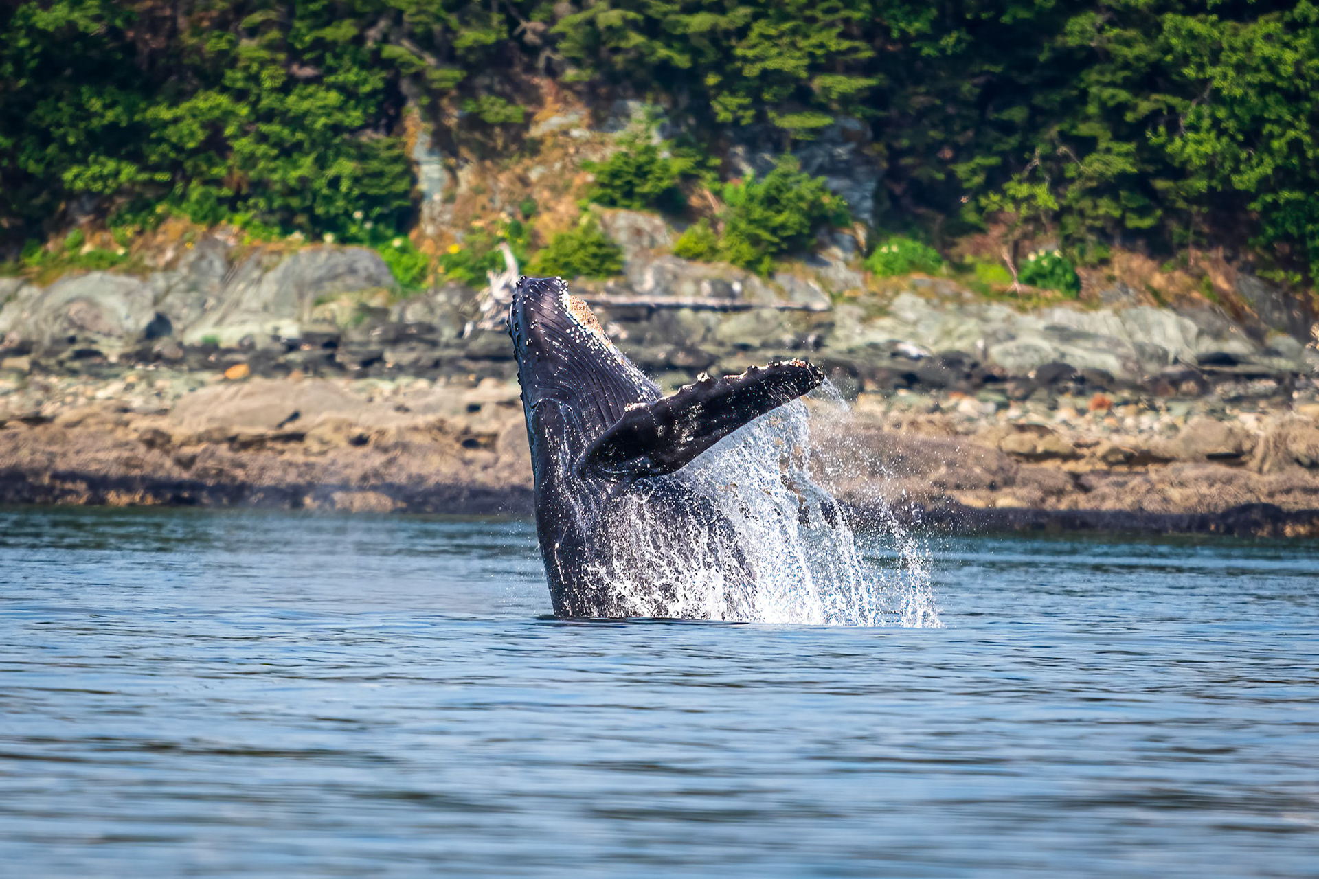 Humpback Whale Breach