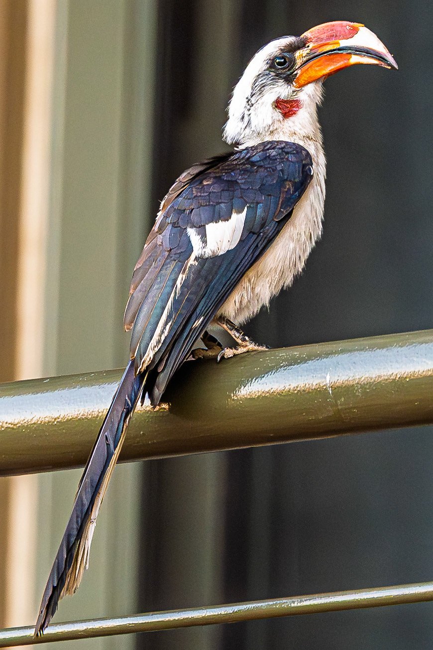 Von der Decken's Hornbill