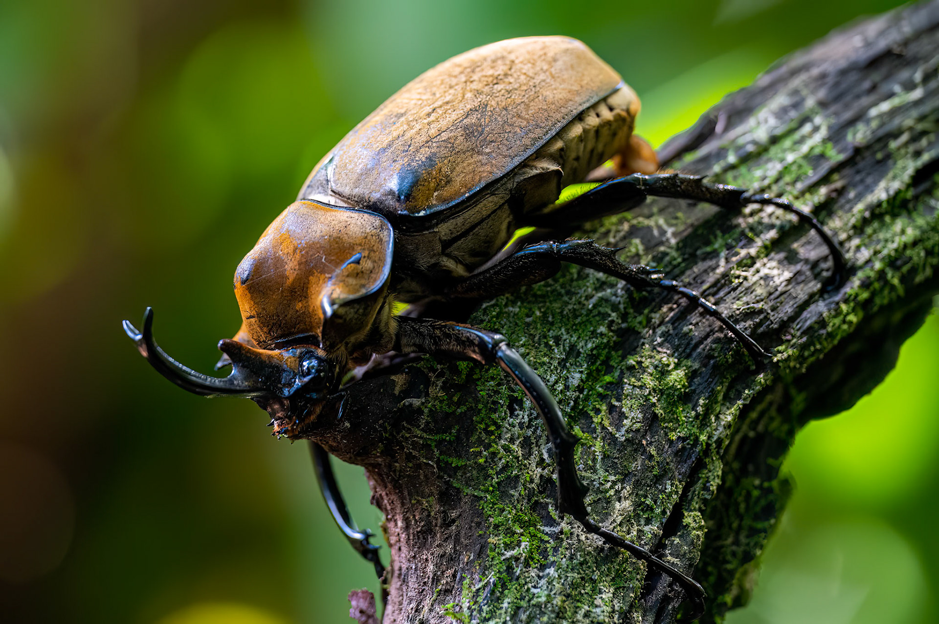 Elephant Beetle