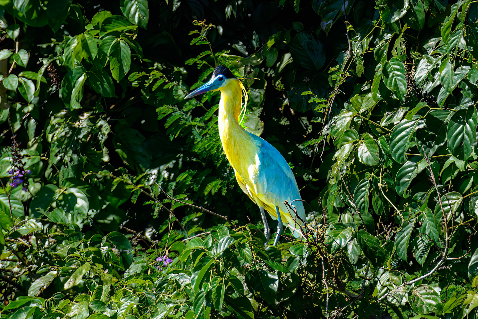 Capped Heron