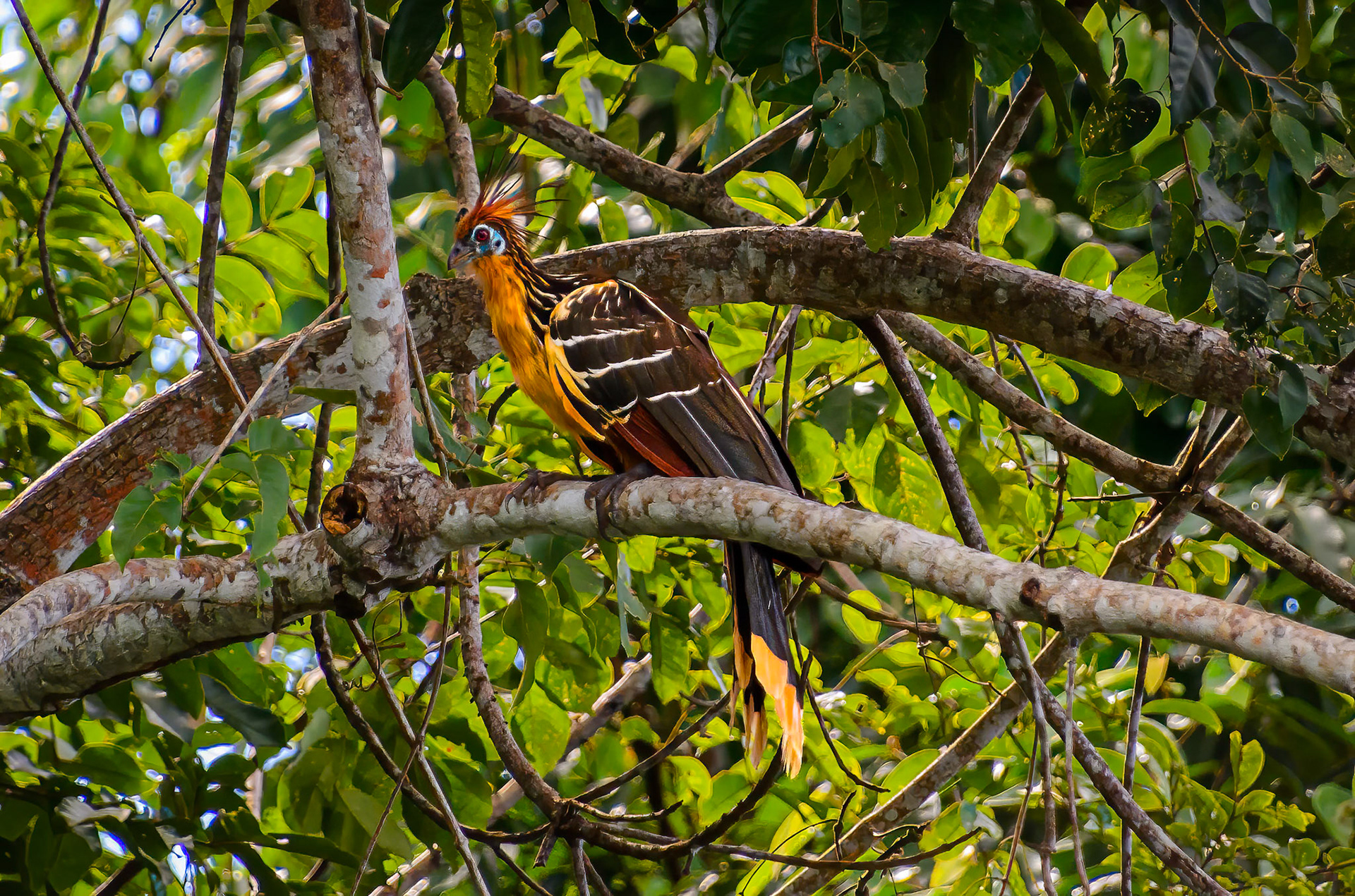 Hoatzin