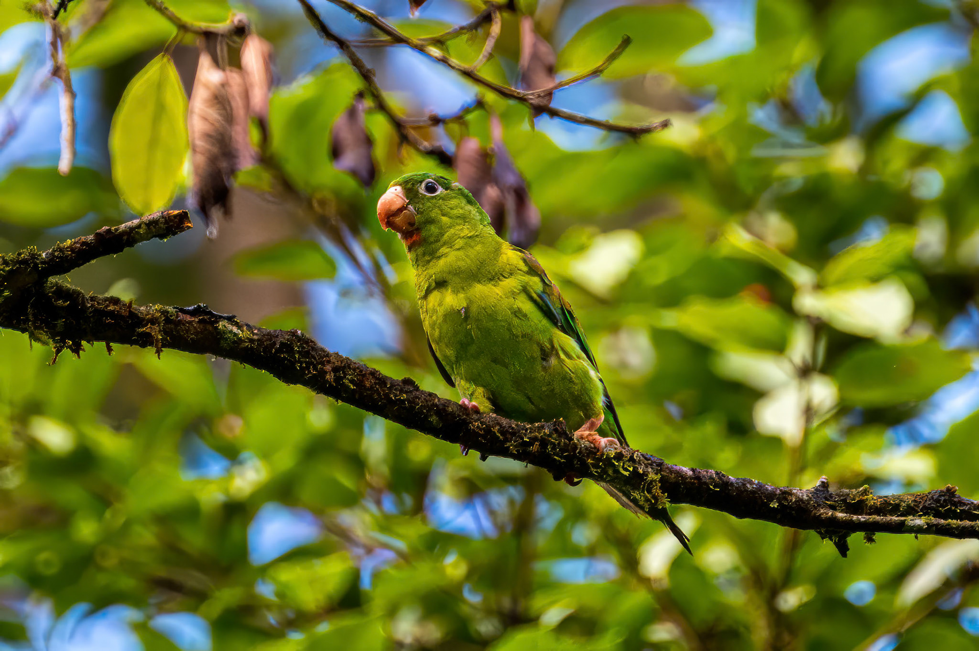 Orange-chinned Parakeet