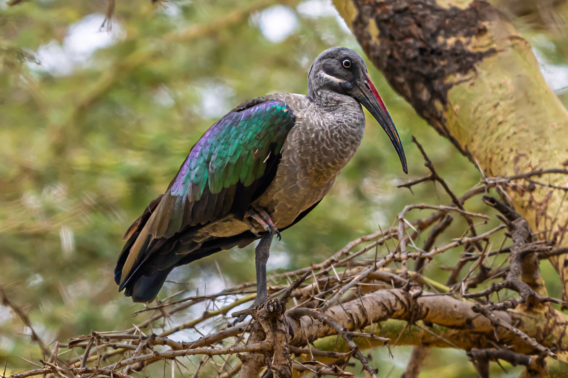 Hadada Ibis
