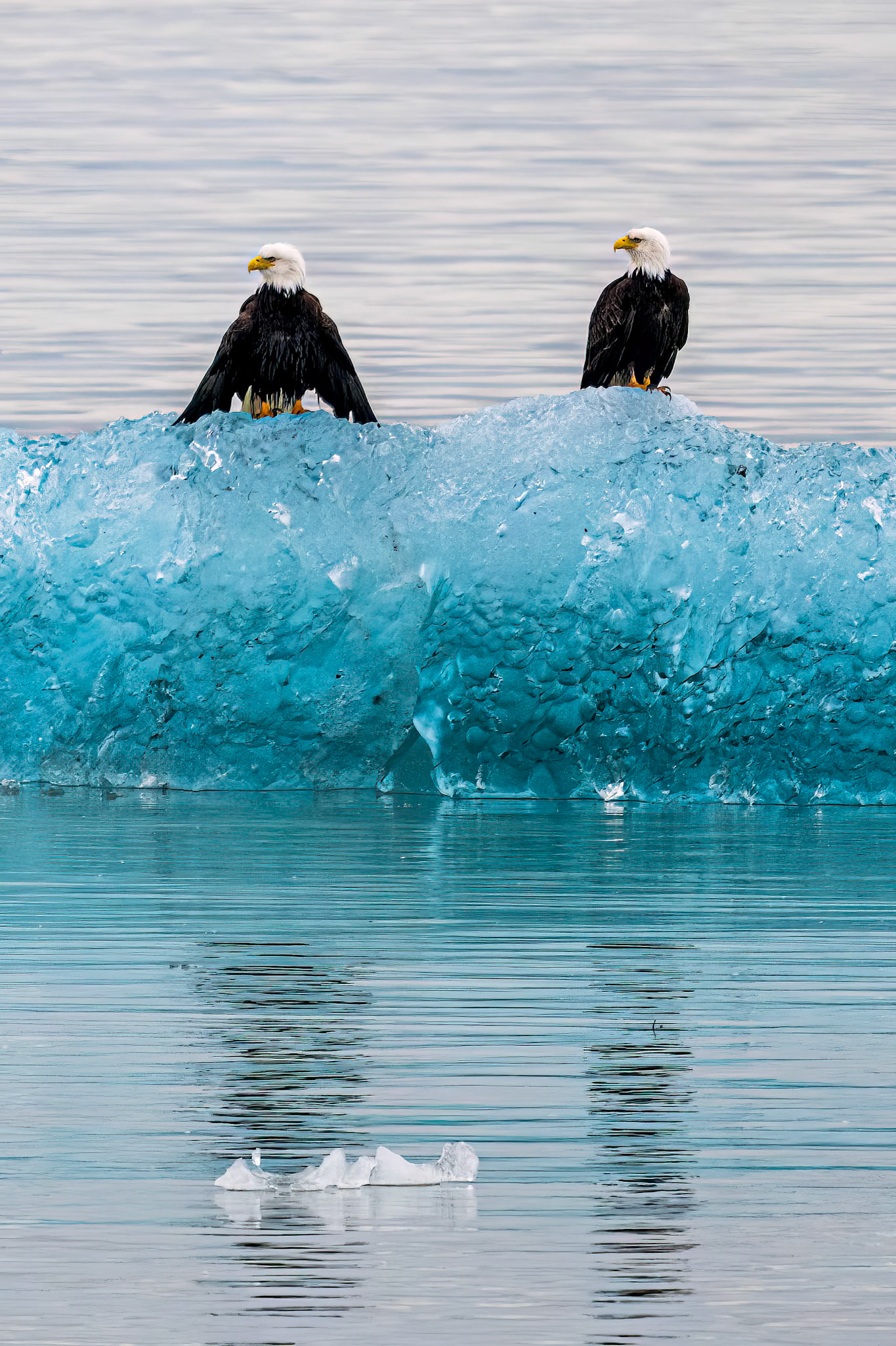 Eagles on glacier ice