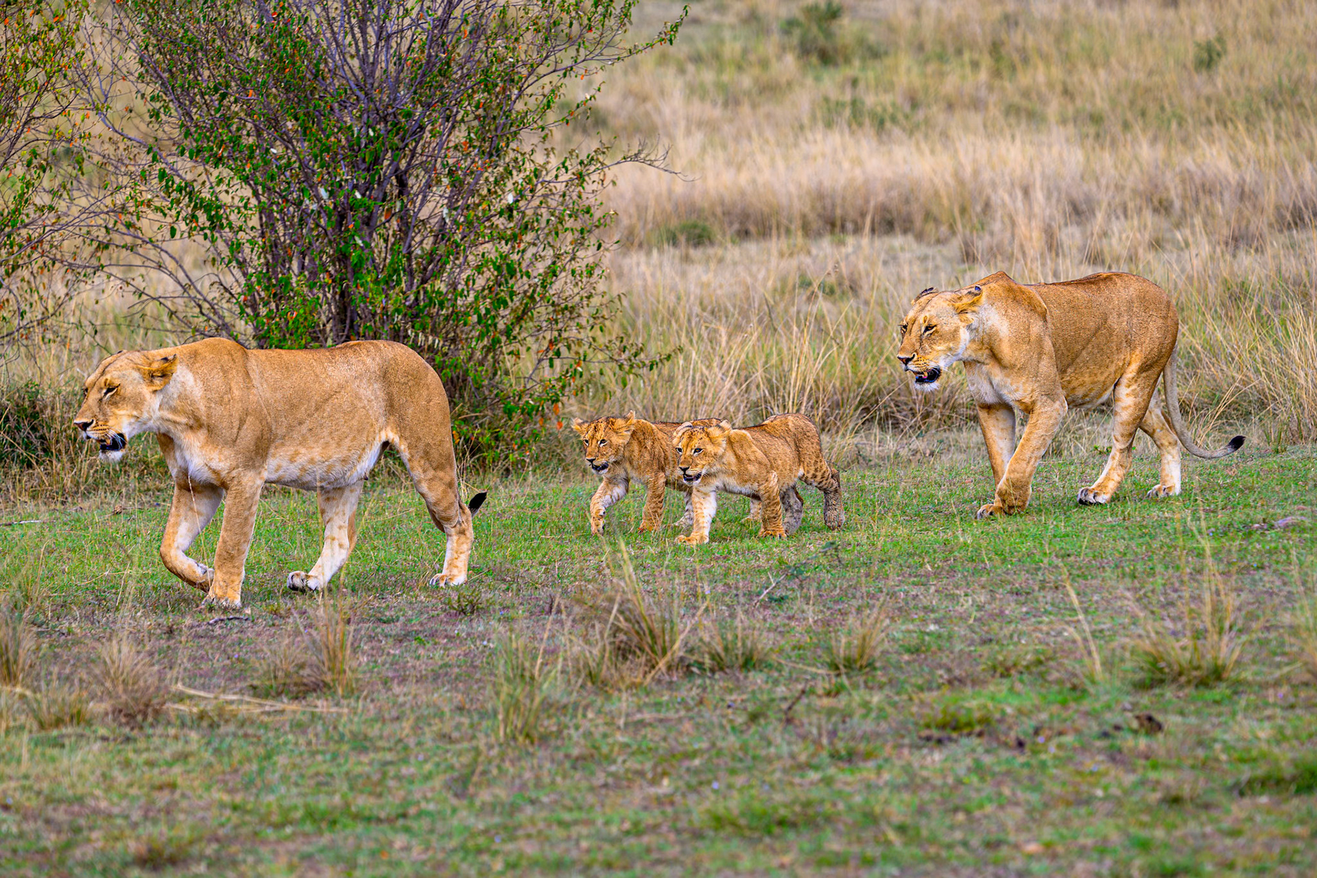 Lioness with cubs