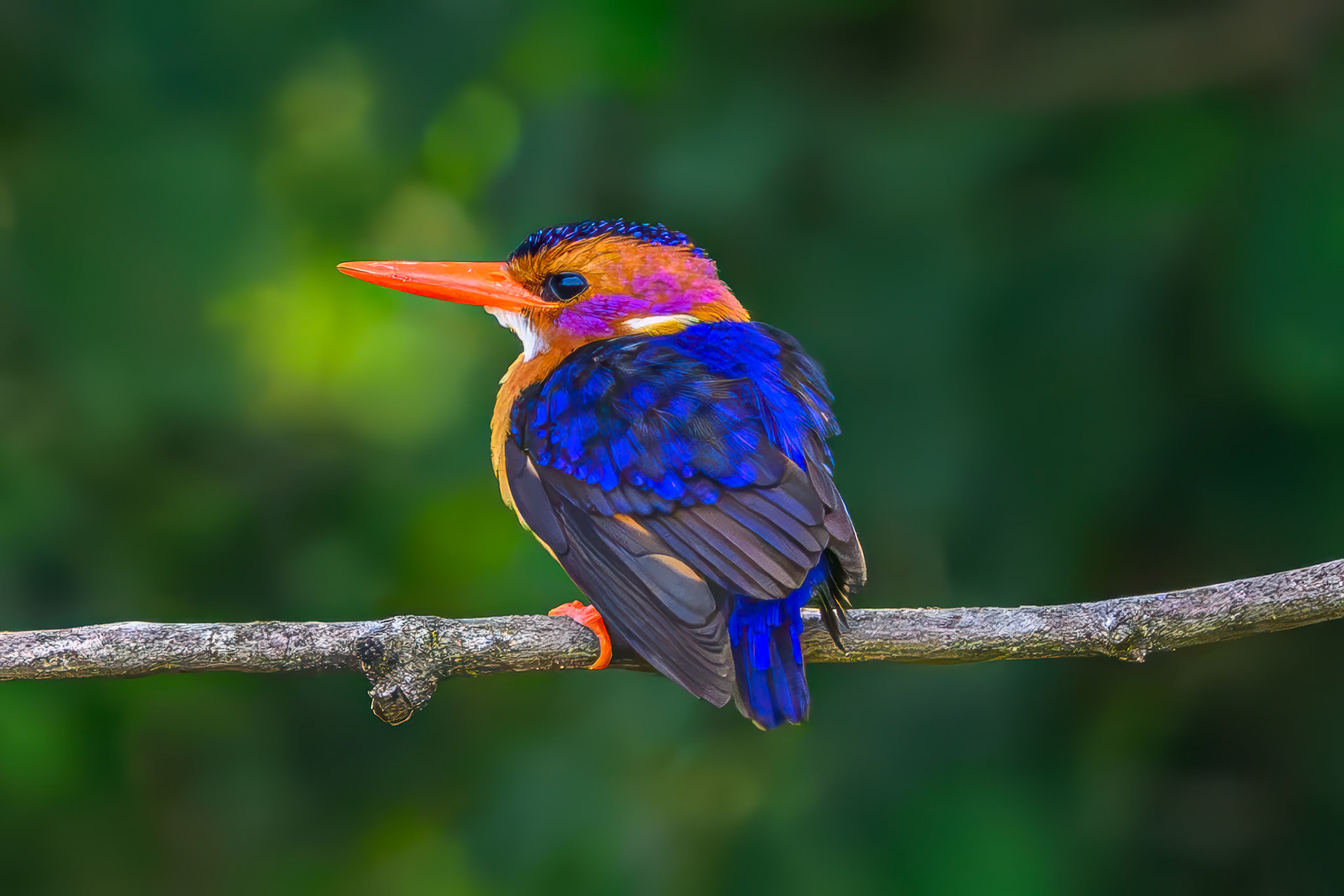 African Pygmy Kingfisher