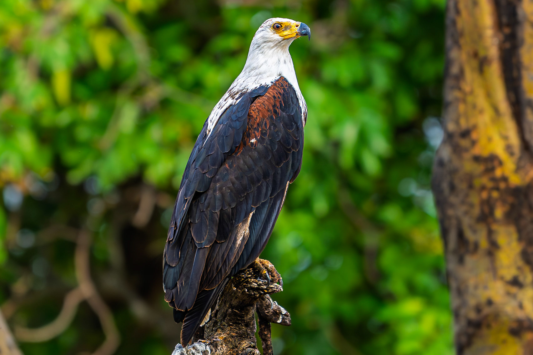 African Fish-Eagle