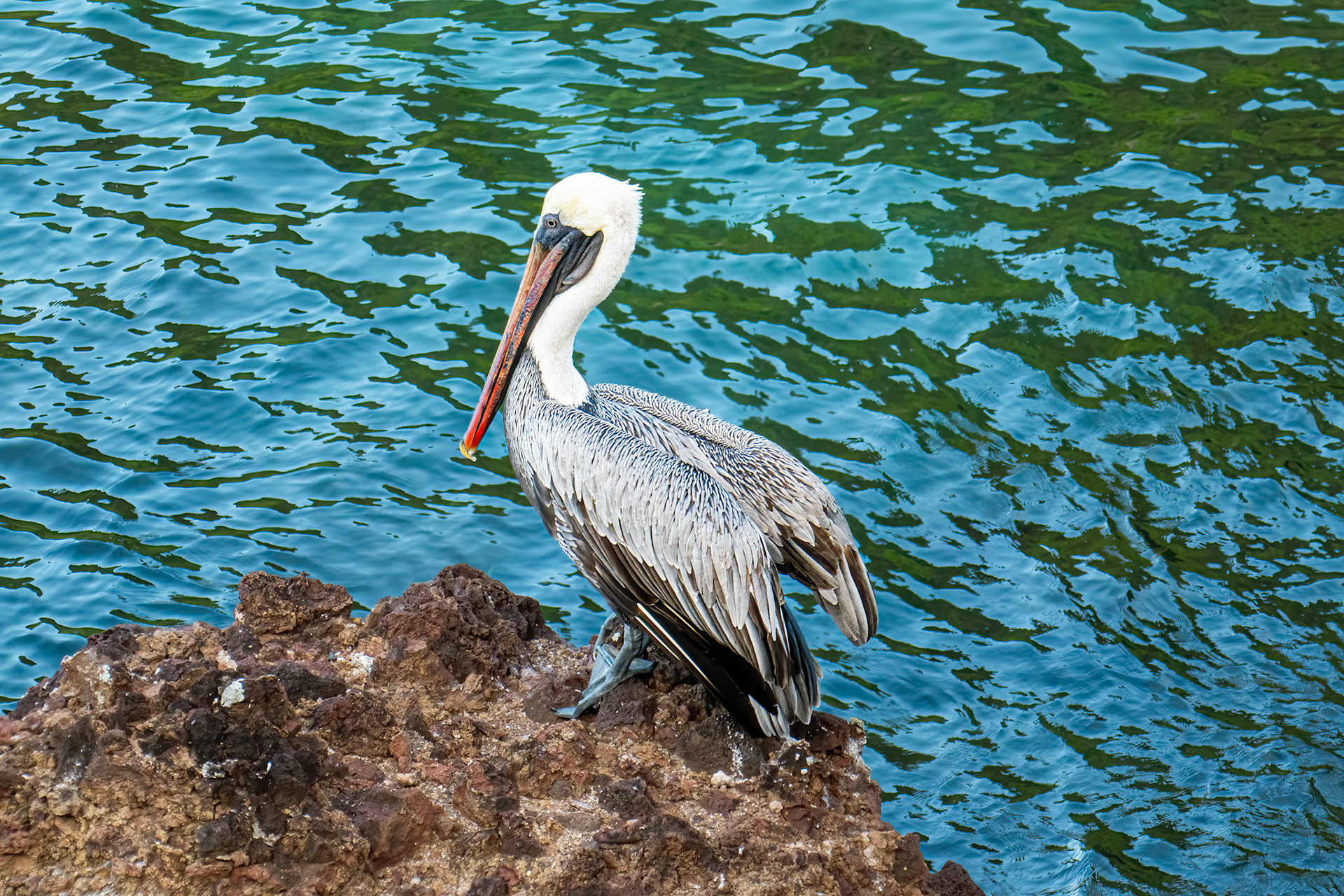 Brown Pelican