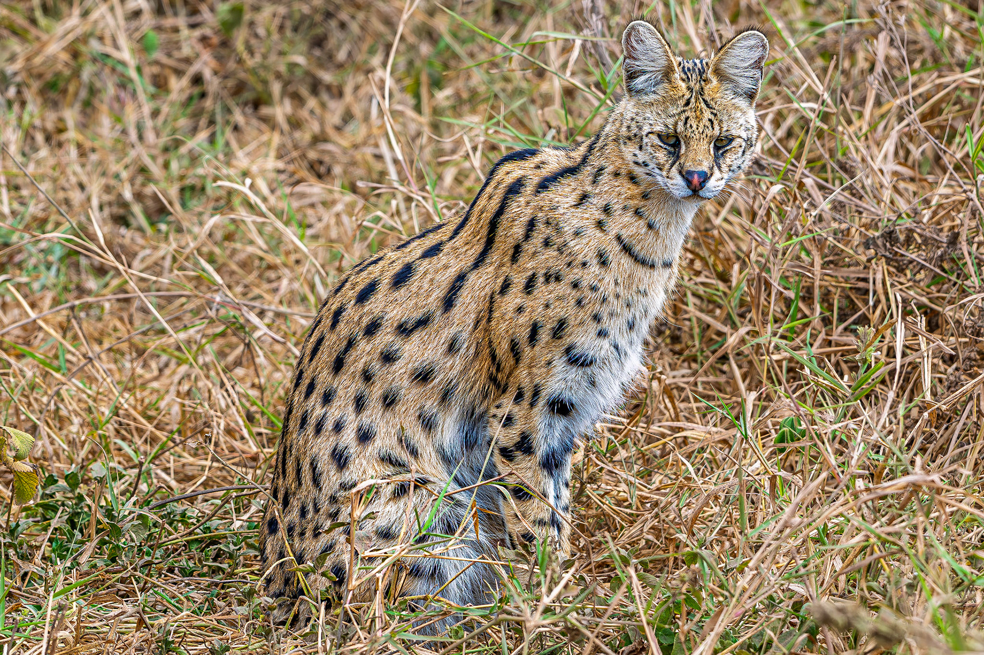 Serval Cat