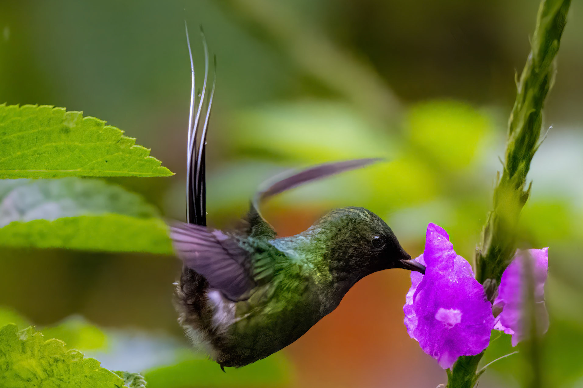 Green Thorntail