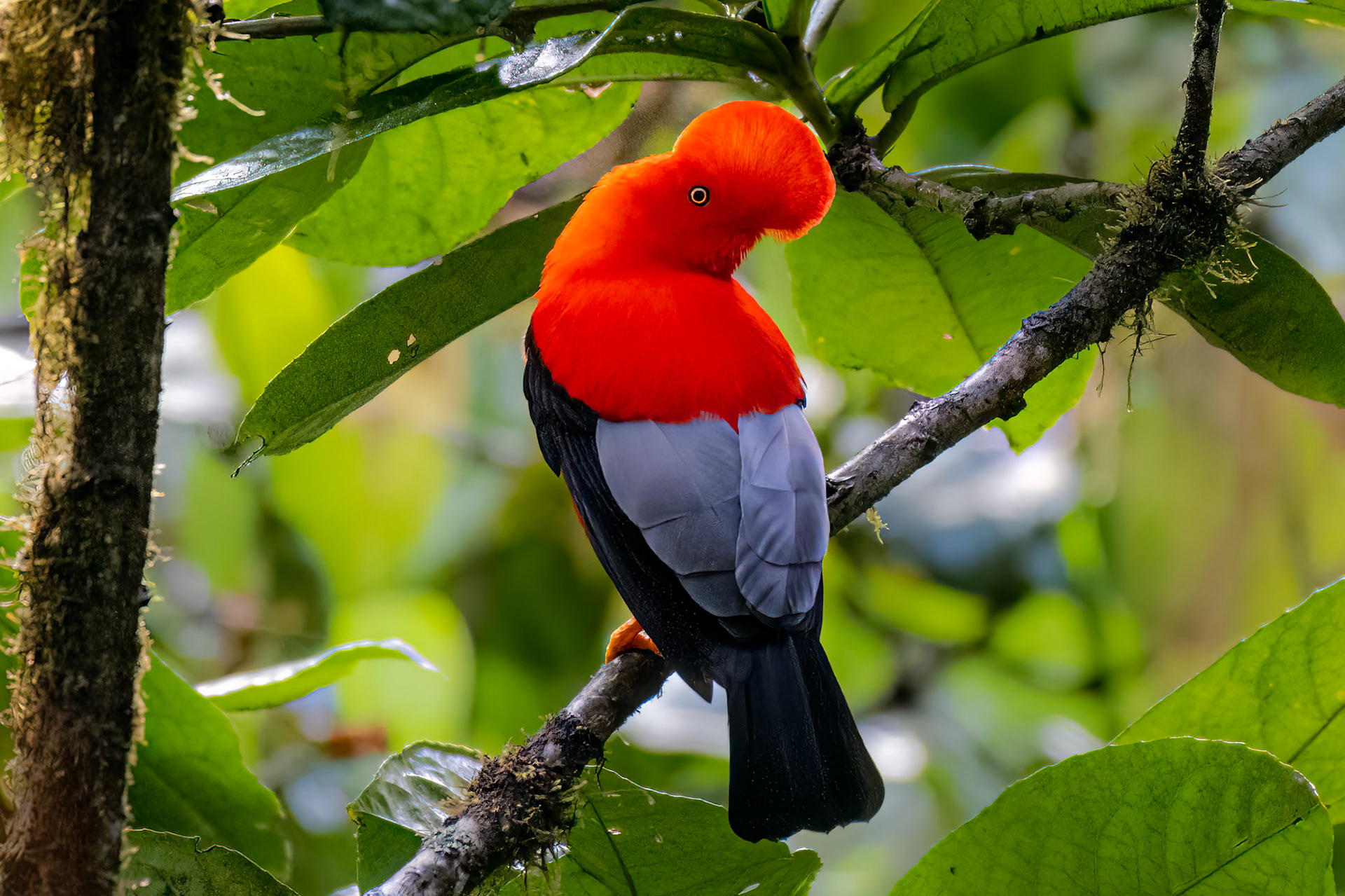 Andean Cock-of-the-rock