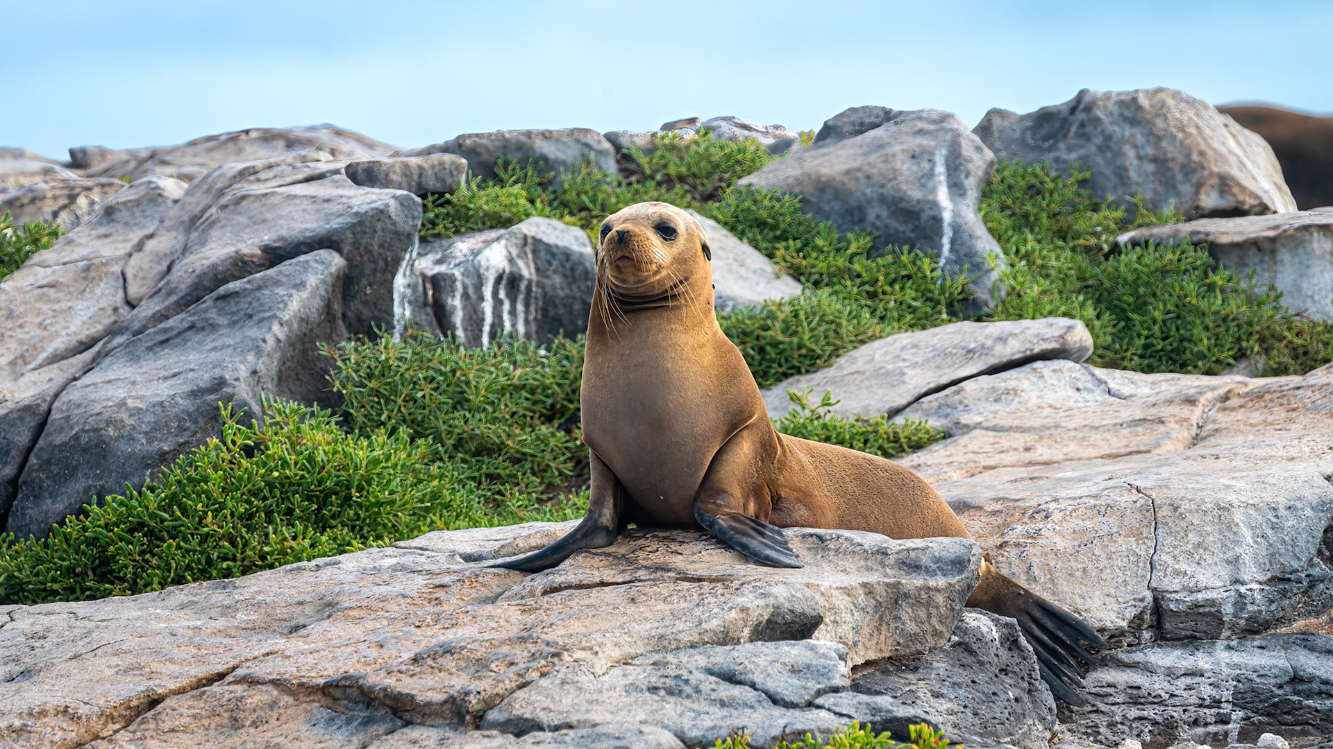 Galapagos Sea Lion pup