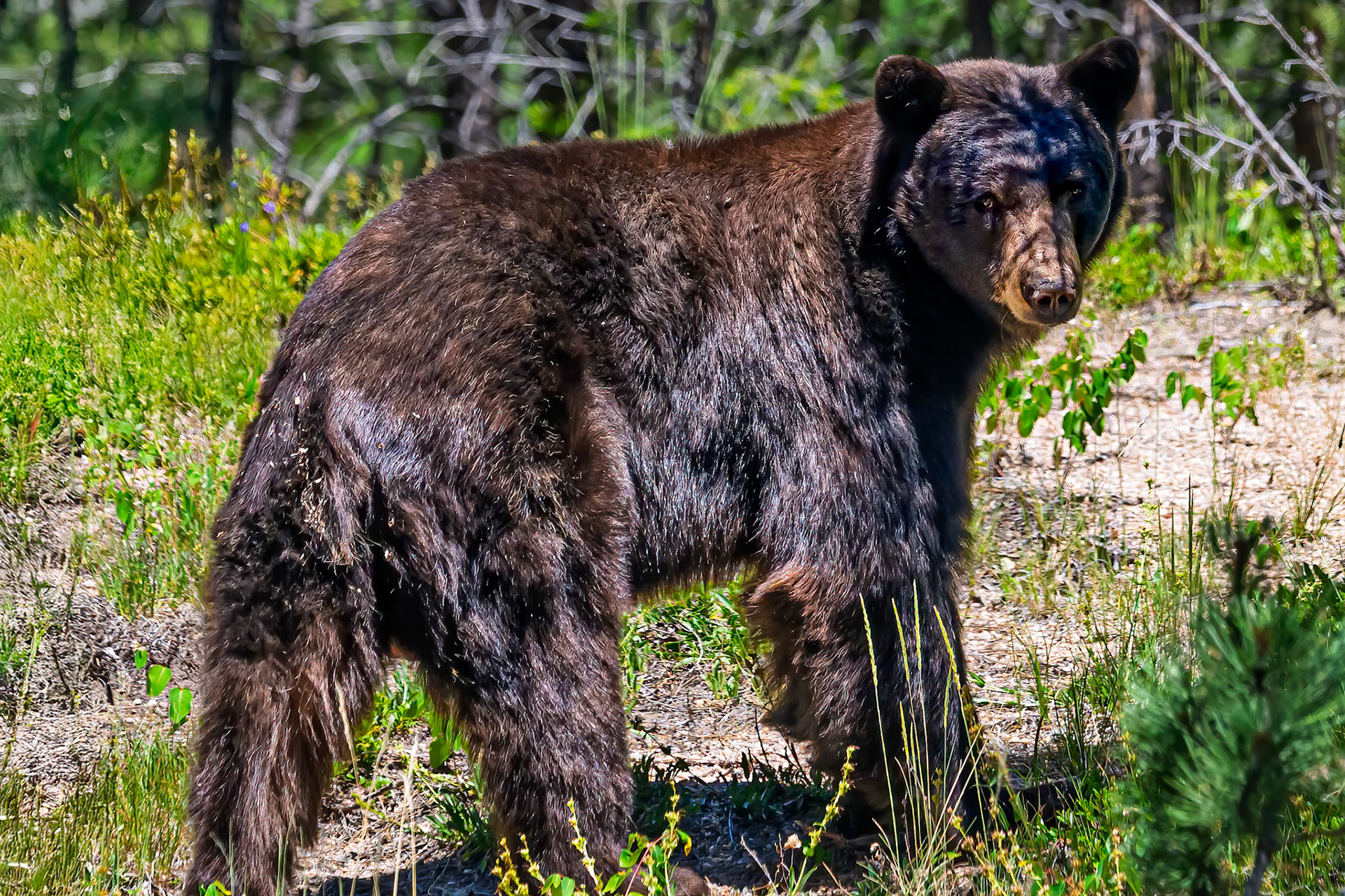 Black Bear