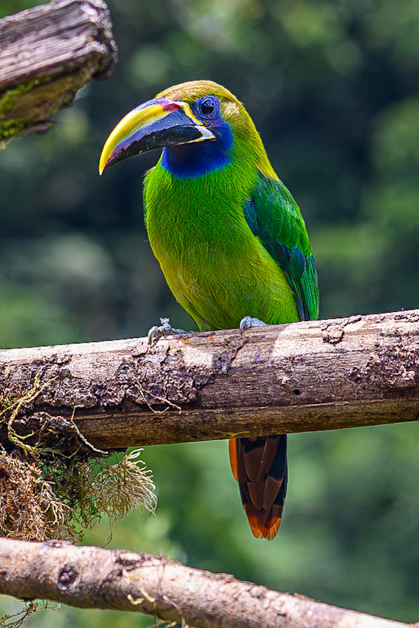 Northern Emerald-Toucanet