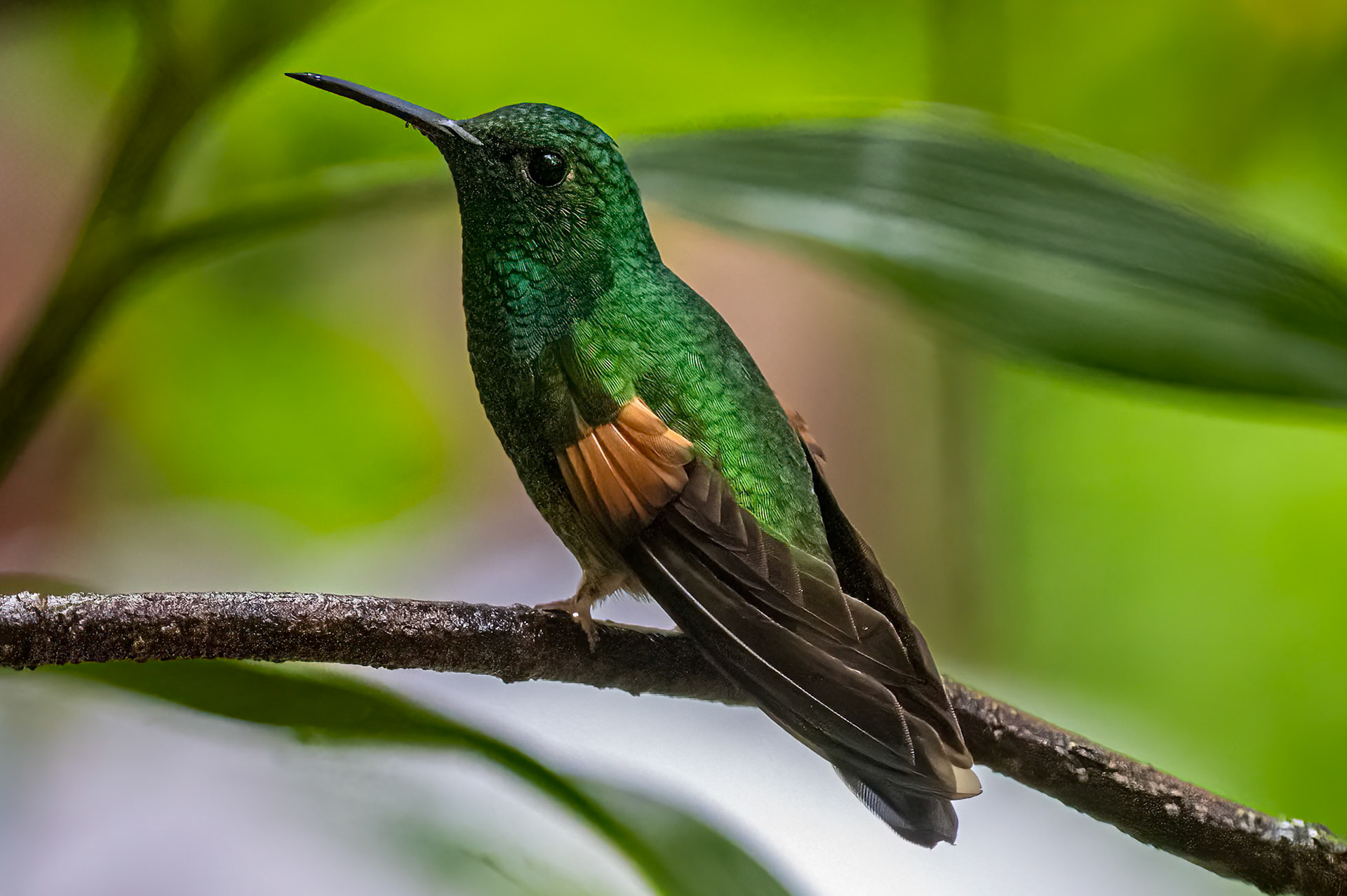 Stripe-tailed Hummingbird