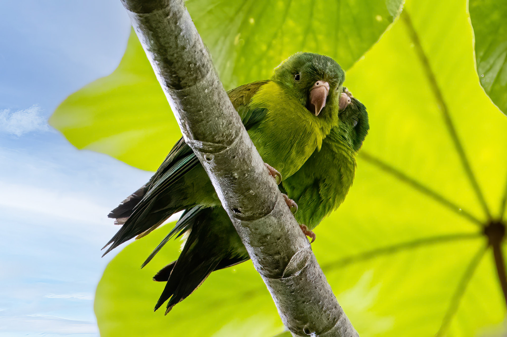 Orange-chinned Parakeet