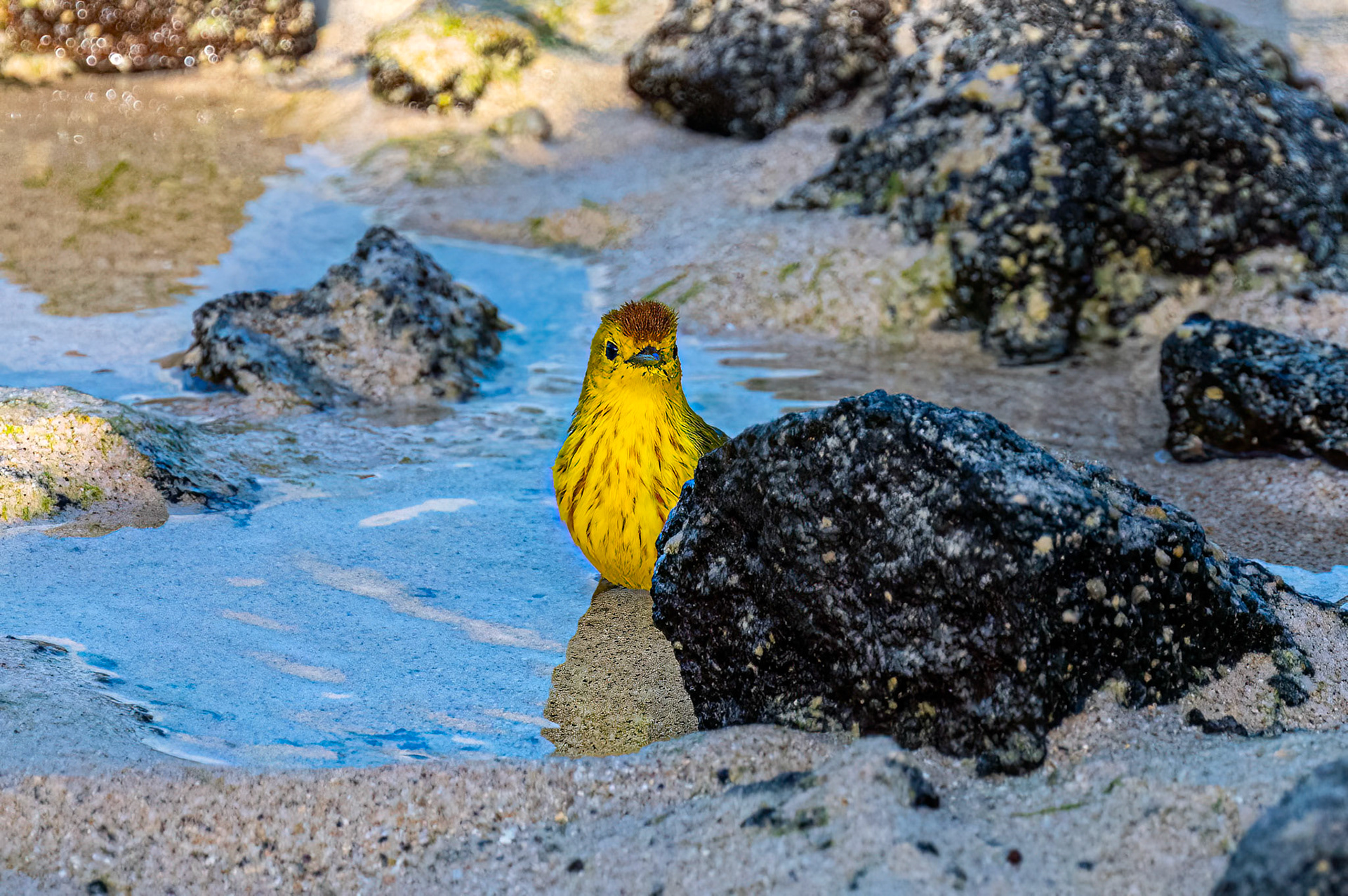 Yellow Warbler taking a sea bath
