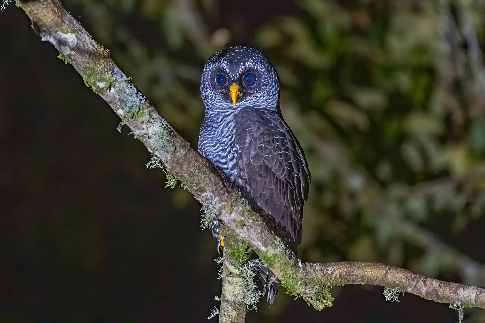 Black-banded Owl