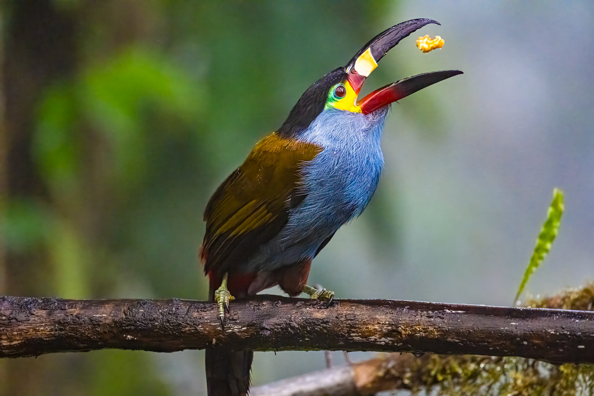 Plate-billed Mountain-Toucan