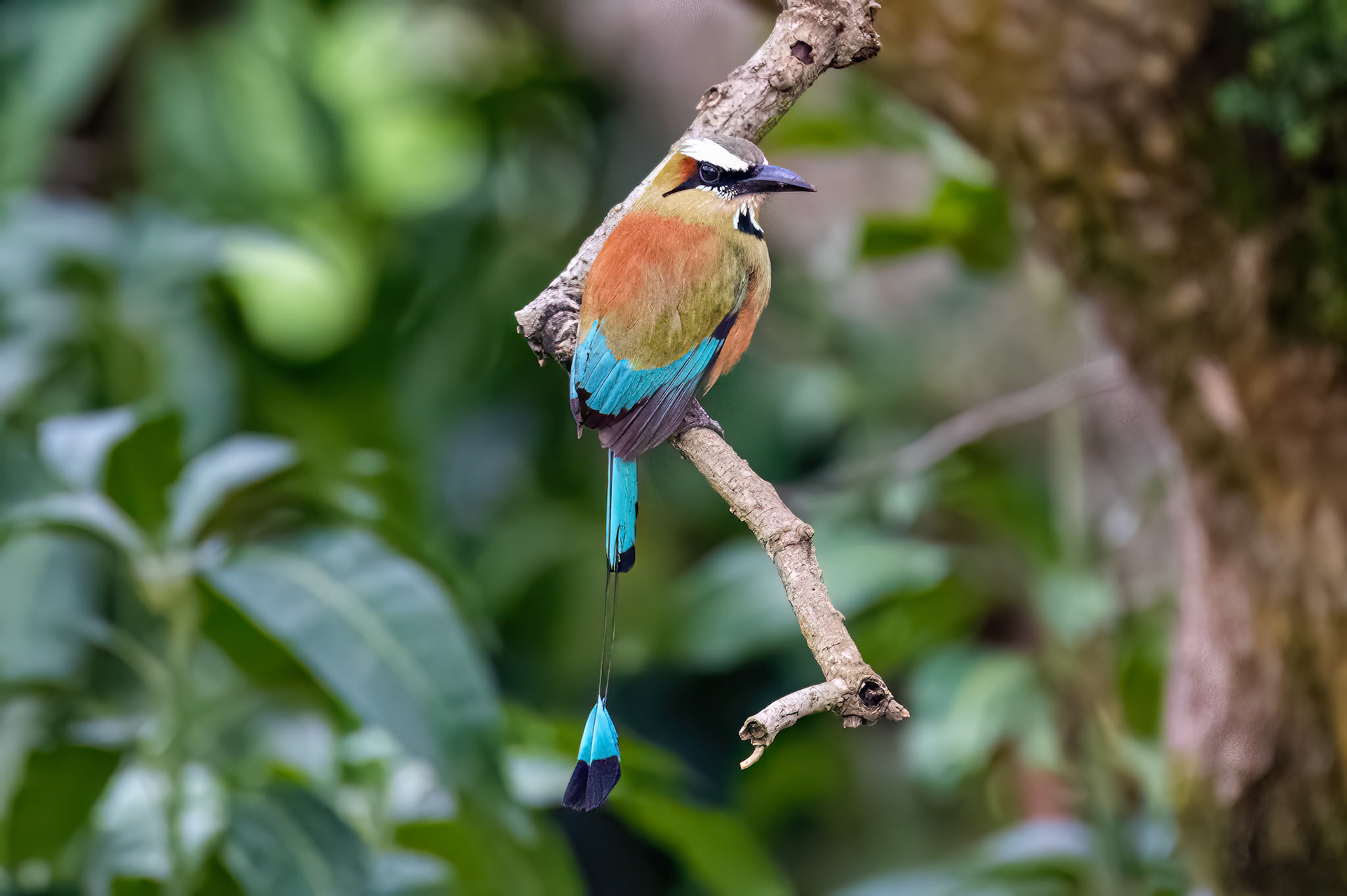 Turquoise-browed Motmot