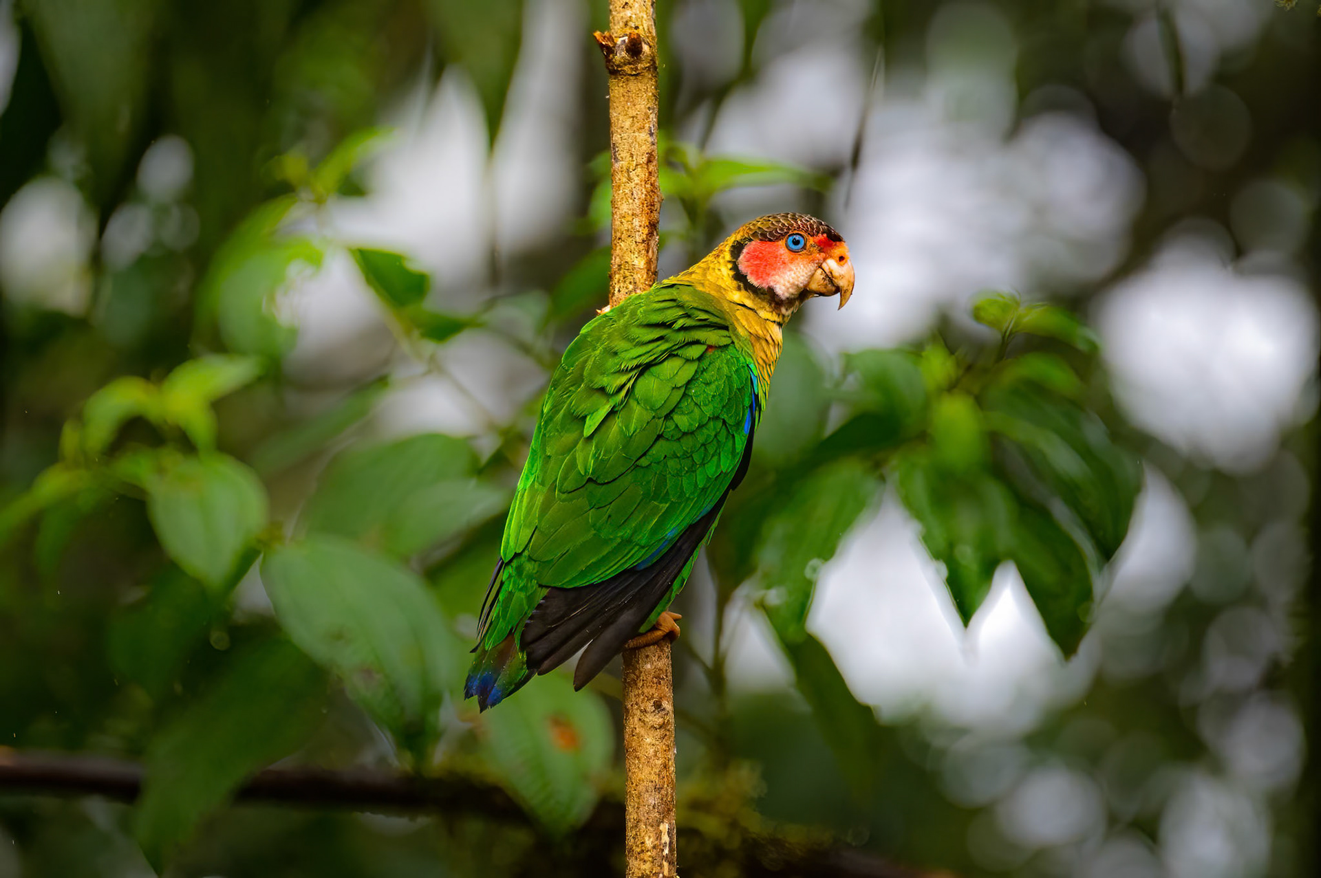 Rose-faced Parrot