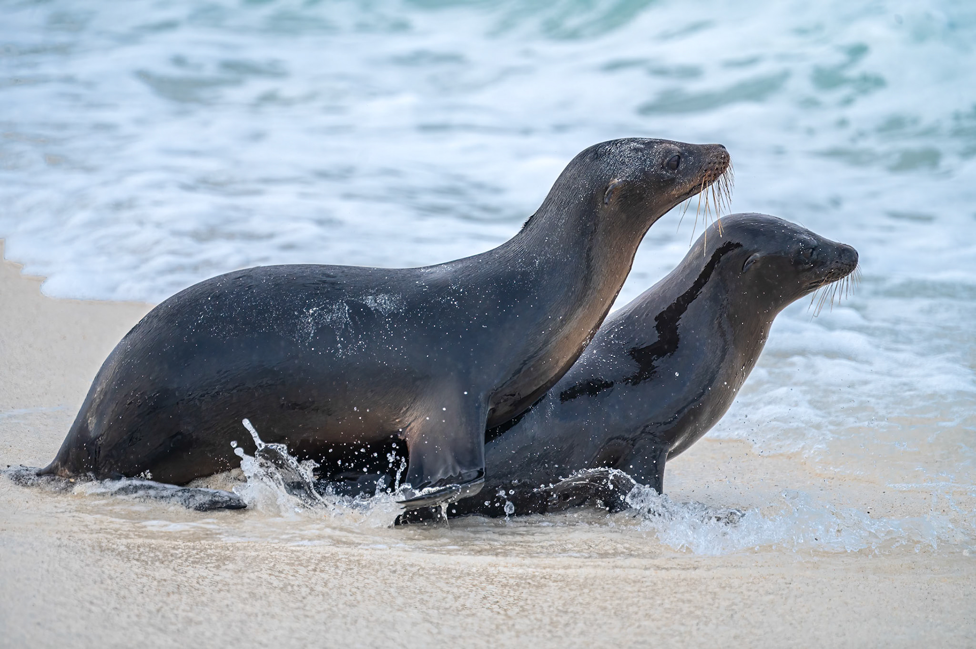 Galapagos Sea Lions playing in the surf.