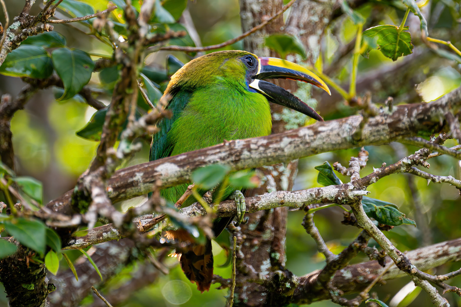 Northern Emerald-Toucanet