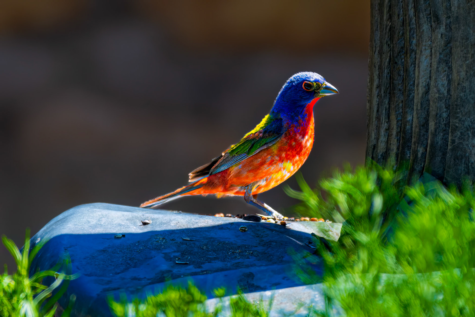 Painted Bunting