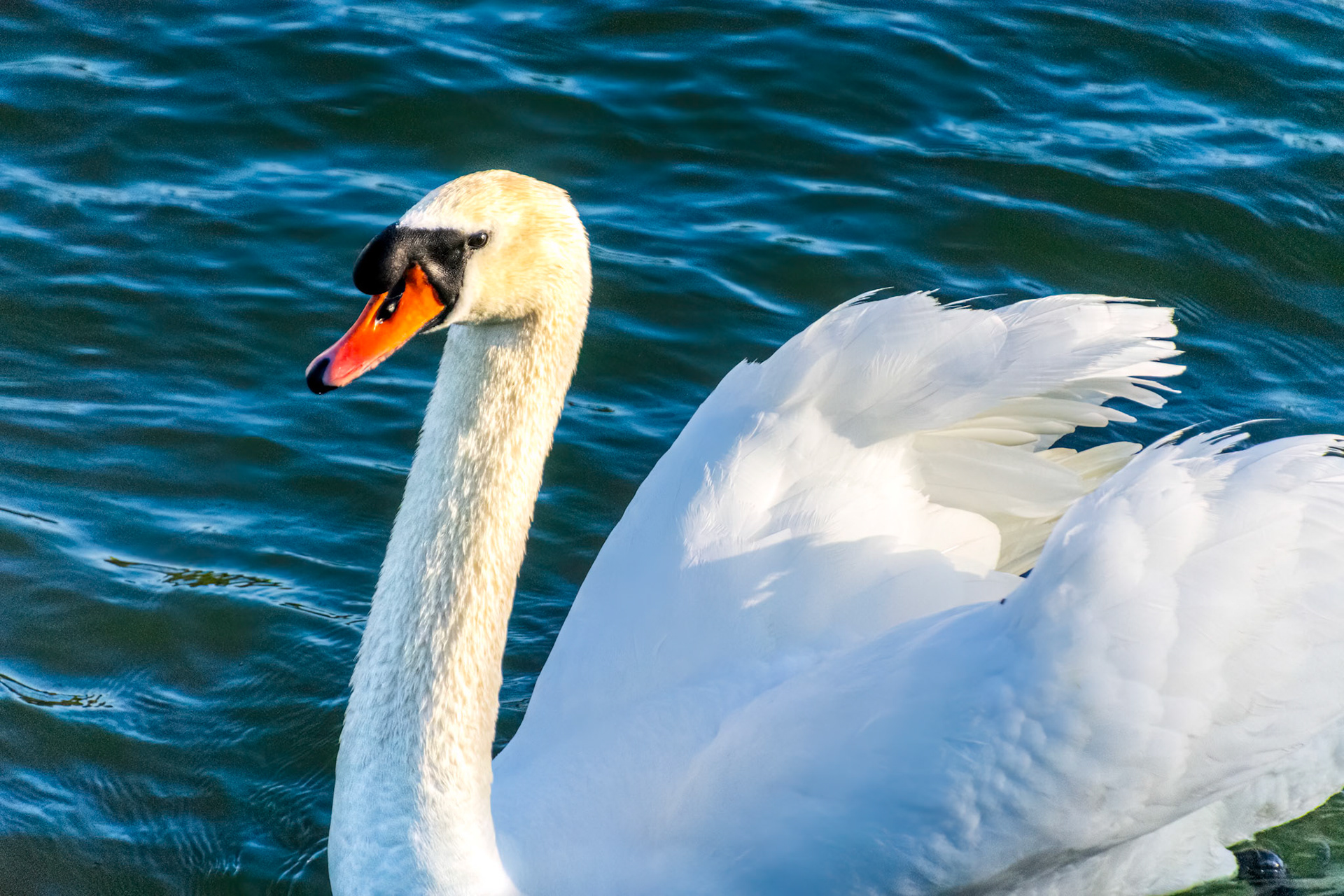 Mute Swan on the Danube