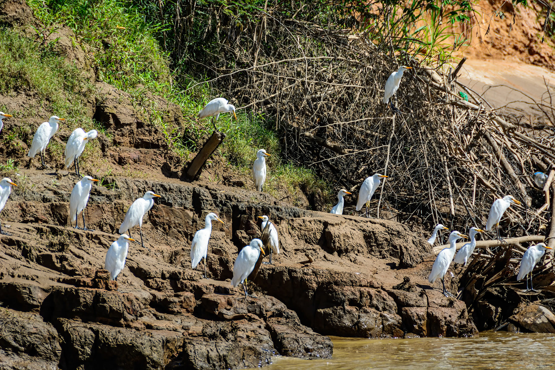 Western Cattle-Egret