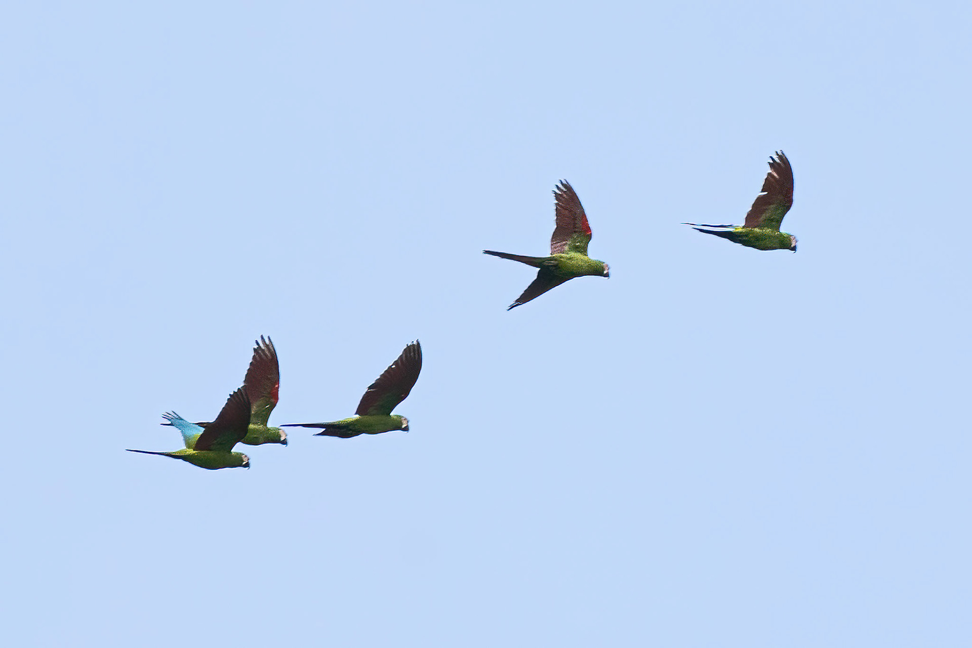 Chestnut-fronted Macaw