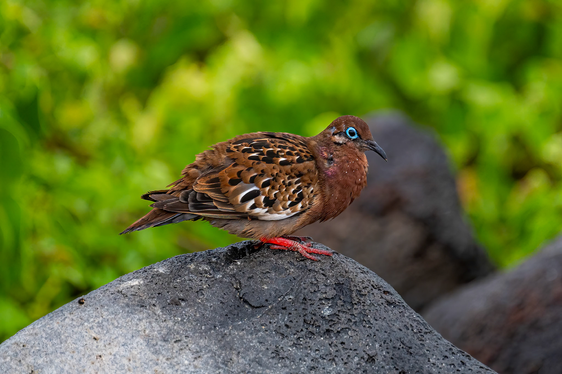 Galapagos Dove