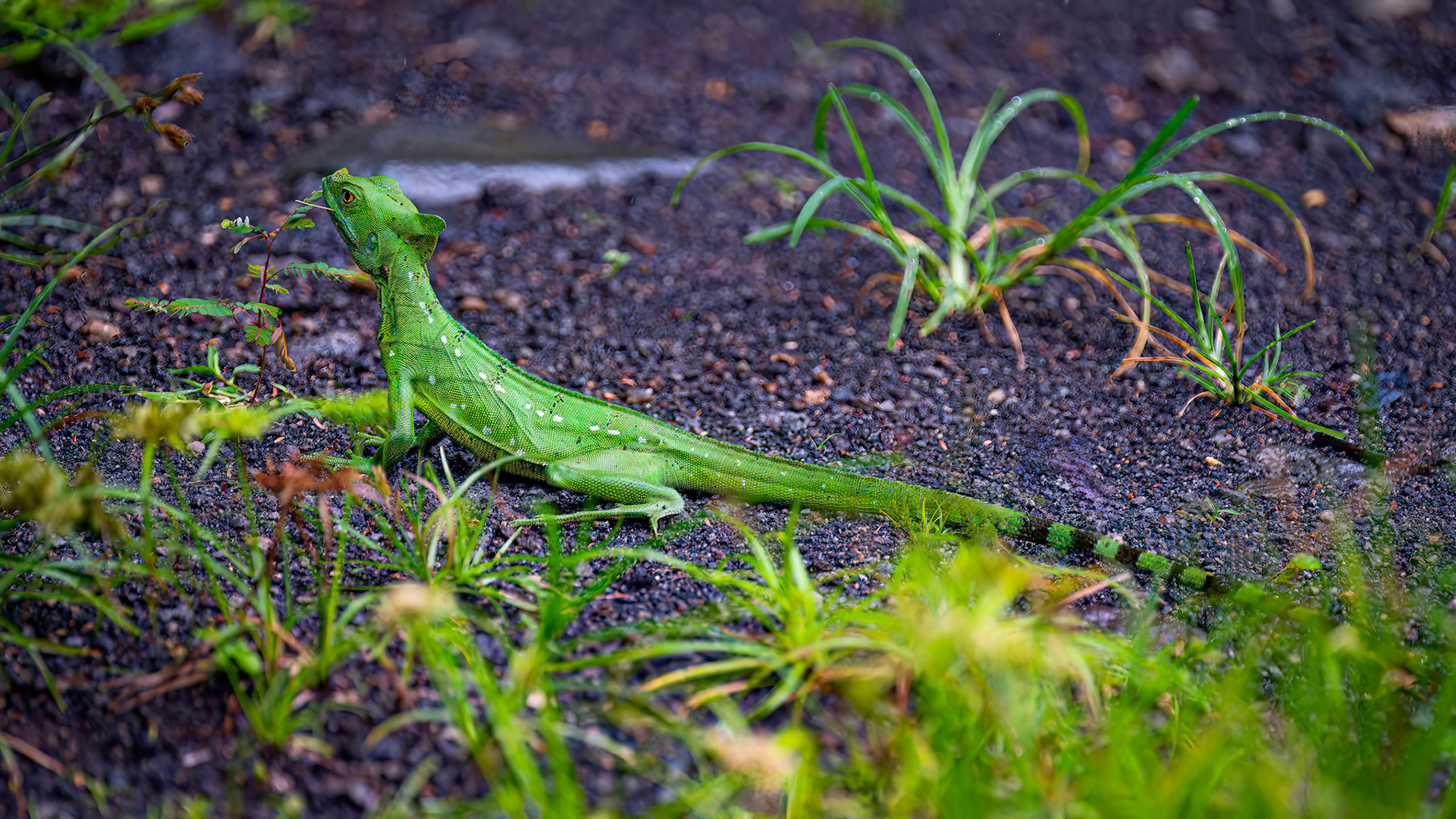 Jesus Christ Lizard