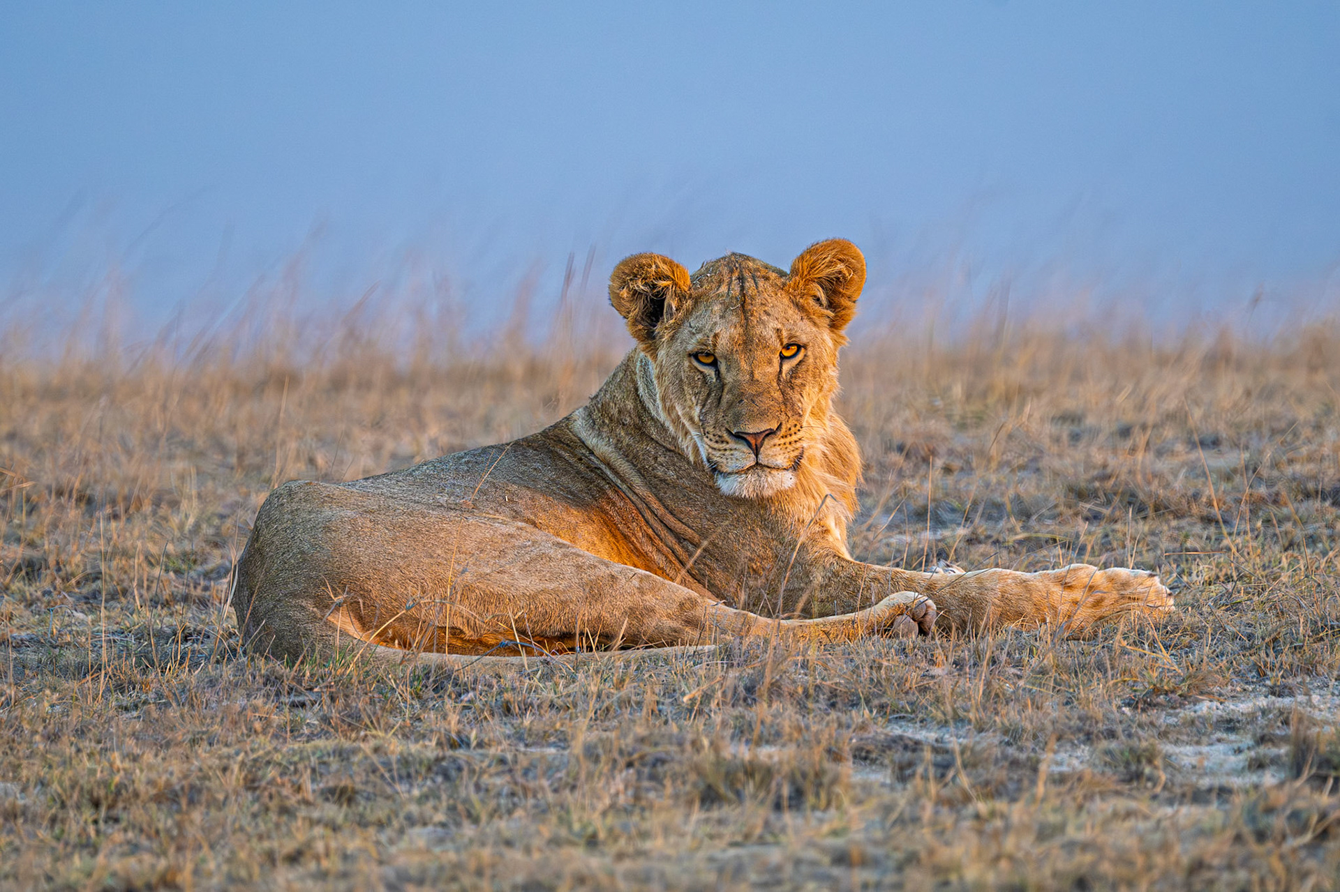 Lioness