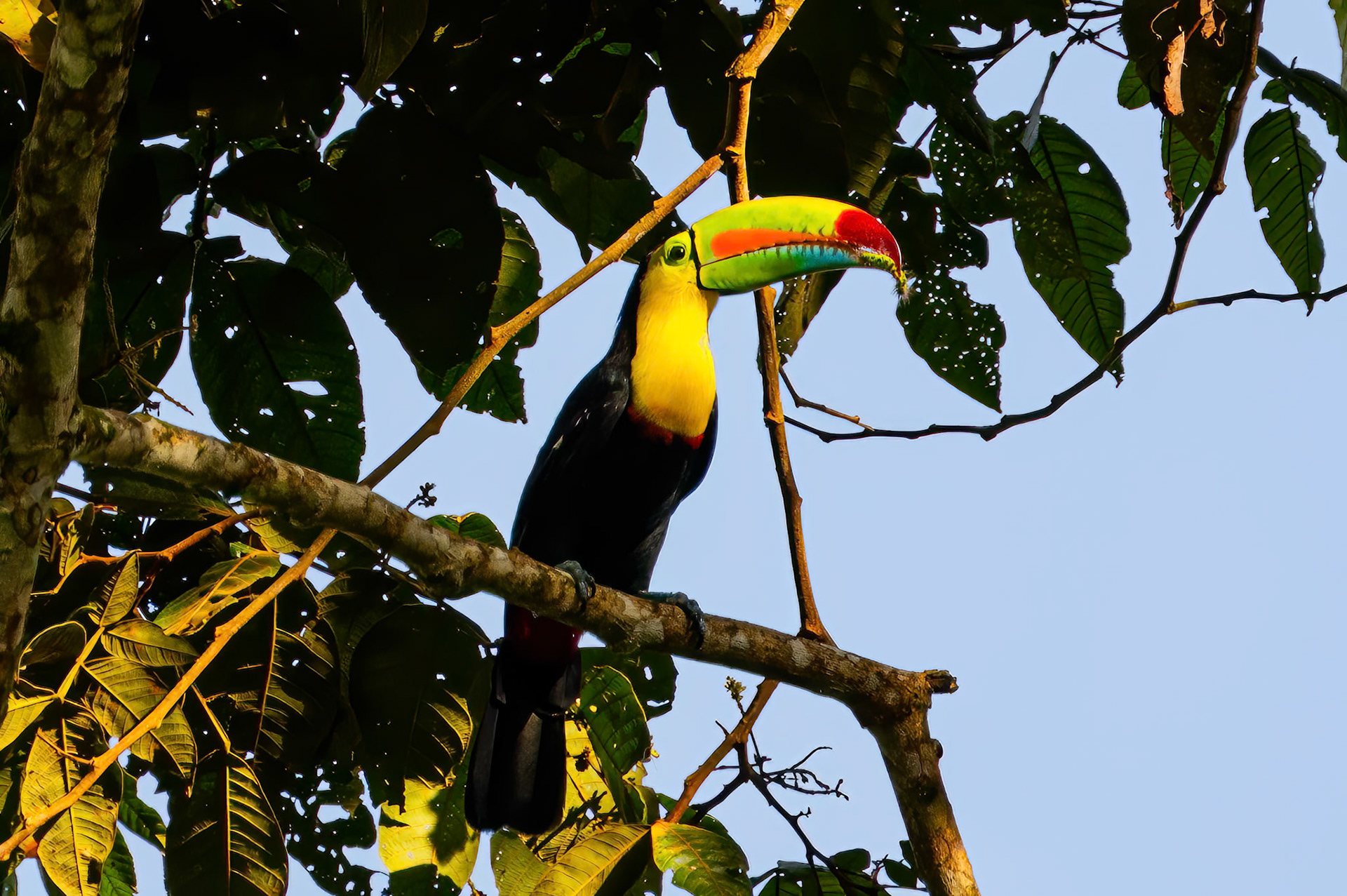 Keel-Billed Toucan