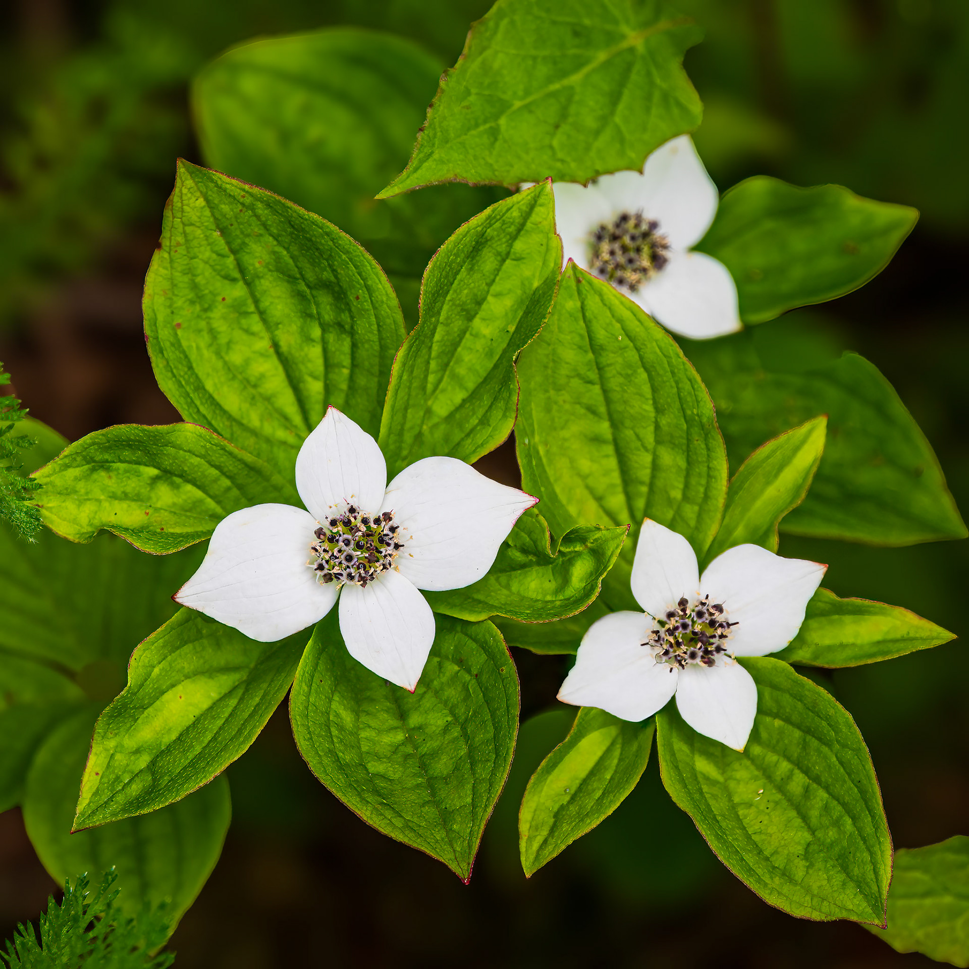 Dwarf Dogwood