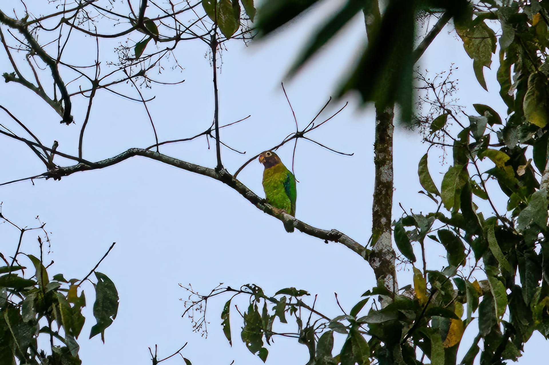 Brown-hooded Parrot